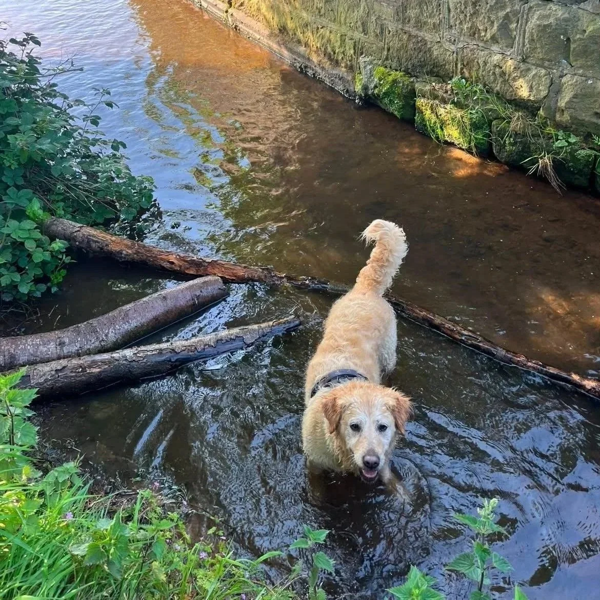 Ambassador Honey