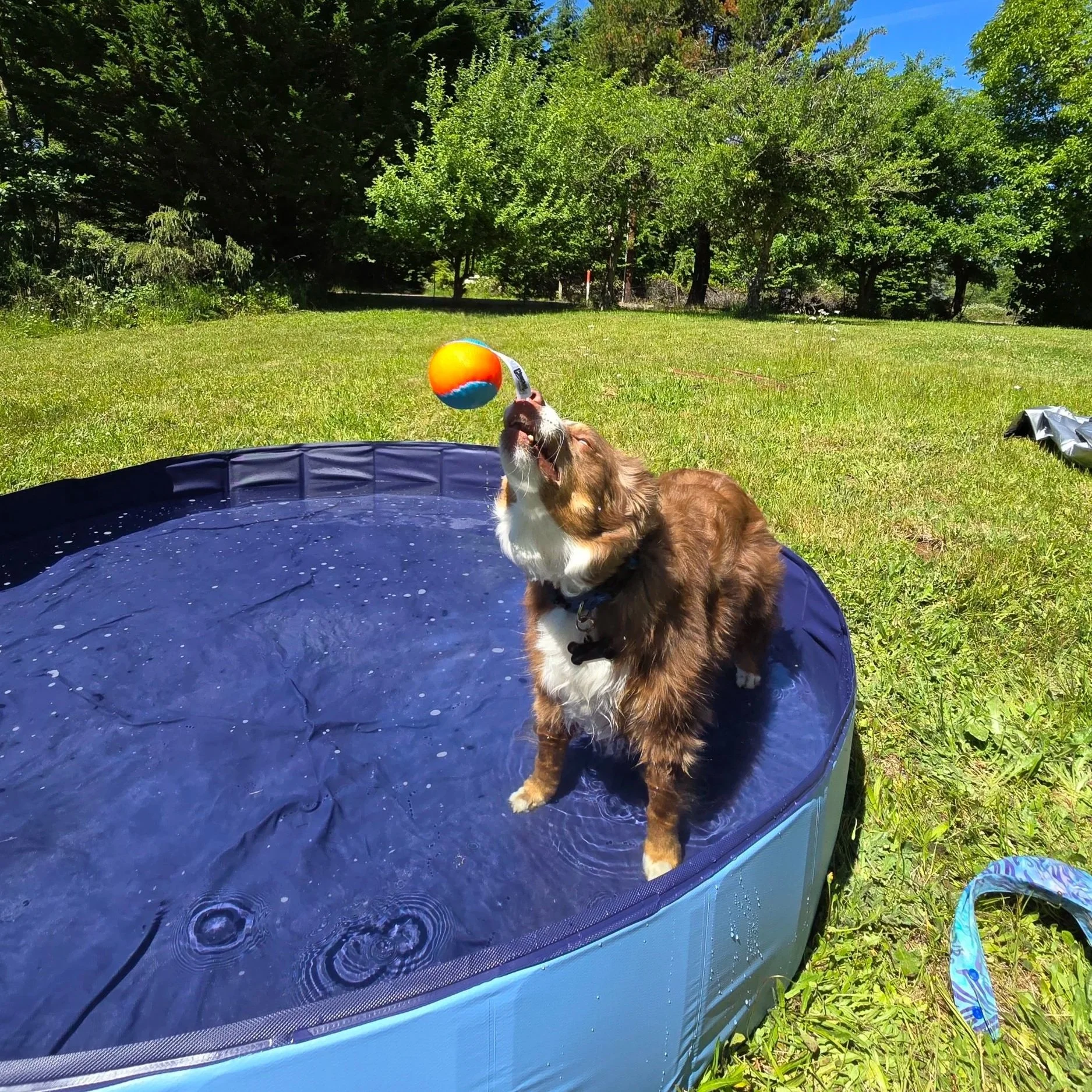 🧊 Easy Ways to Keep Your Dog Cool