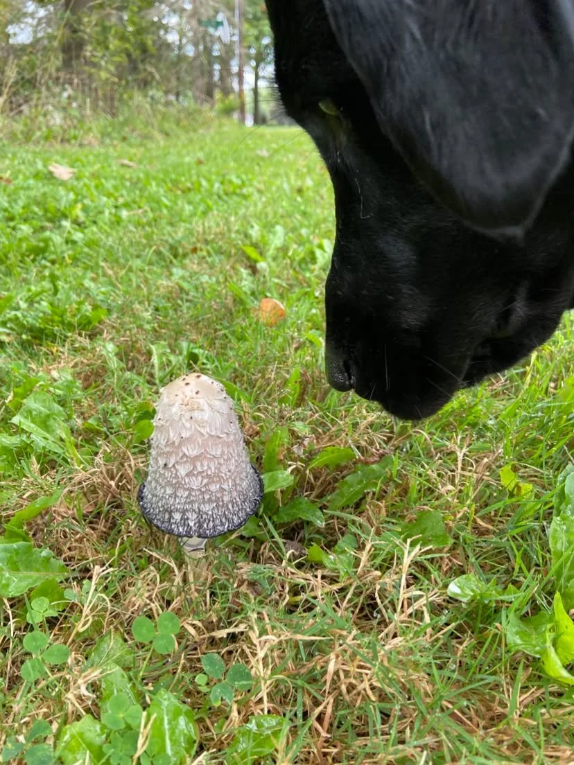 🍁 Fall Hazards Every Dog Parent Should Know