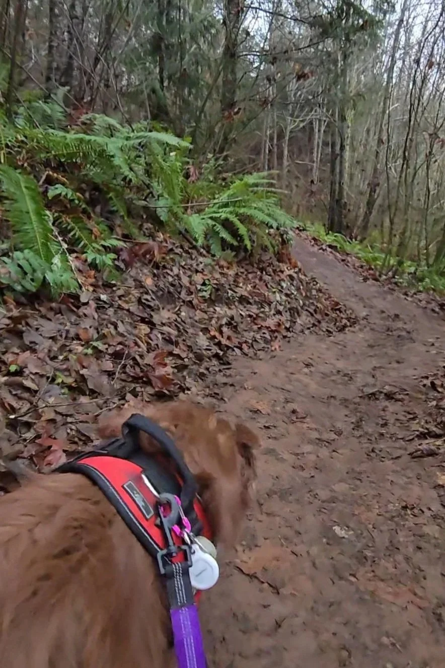 🥾 The Ultimate Guide to Fall Hiking With Your Dog