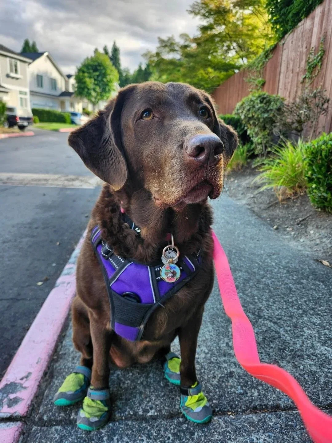 dog wearing protective footwear