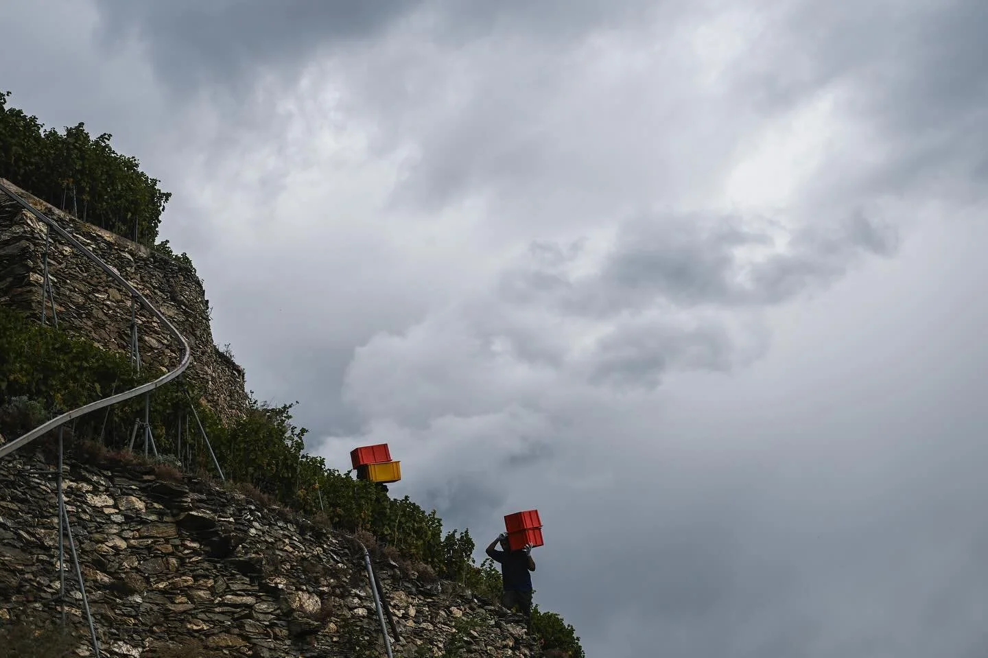 D&rsquo;o&ugrave; le d&eacute;but des vendanges sur le domaine @famille.rouvinez  r&eacute;alis&eacute; pour @lematindimanche 

#press #photography #reportage #wine #valais #vins #terroir