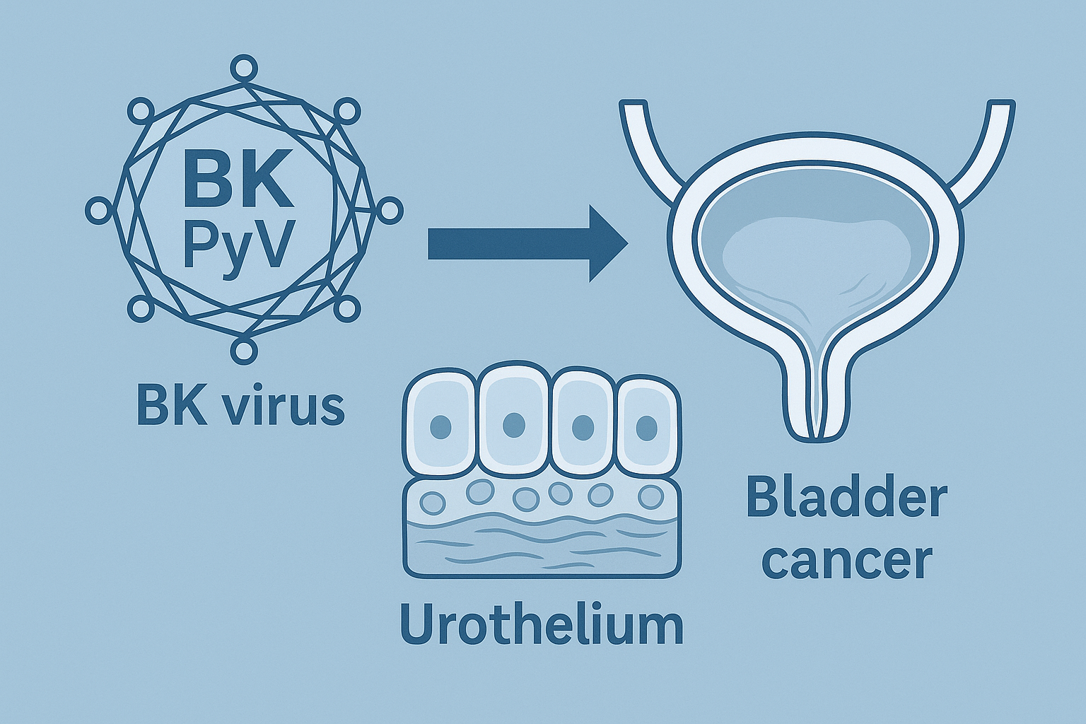 Urologue Maroc : et si le virus BK préparait le terrain au cancer de la vessie ?