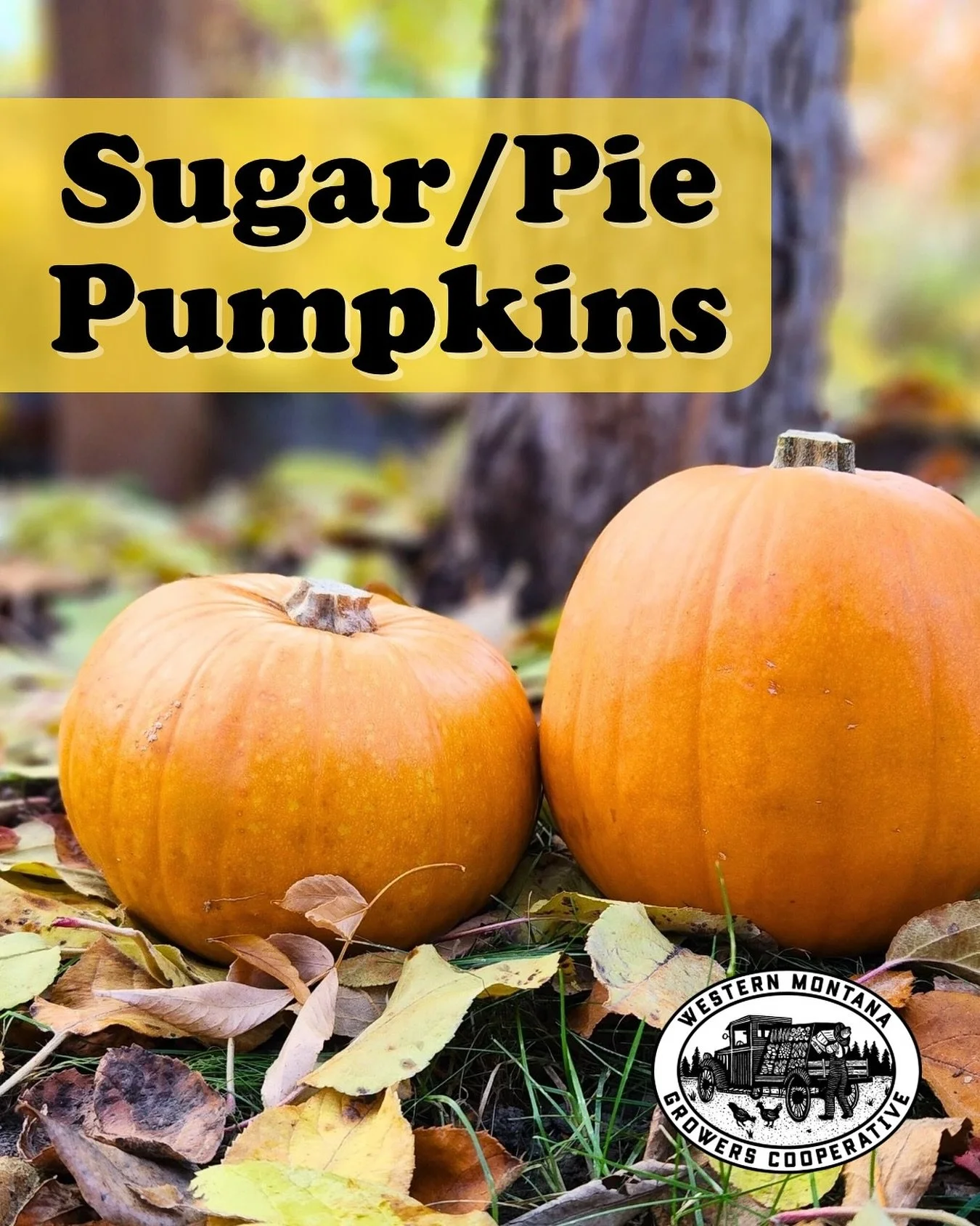 🎃 ‘tis the Season for some more SQUASH TALK! Ever heard of a Sugar or Pie Pumpkin? 
These aren’t your jack-o’-lantern giants – these little beauties are all about bringing rich, creamy flavor to every slice of pie, every spo