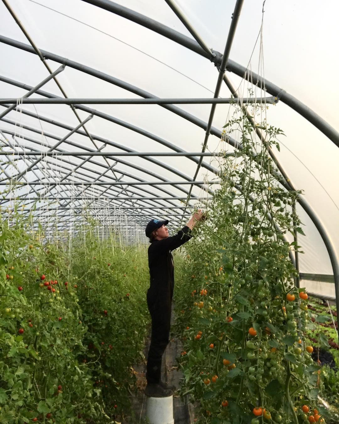 County Rail Tomatoes.jpg