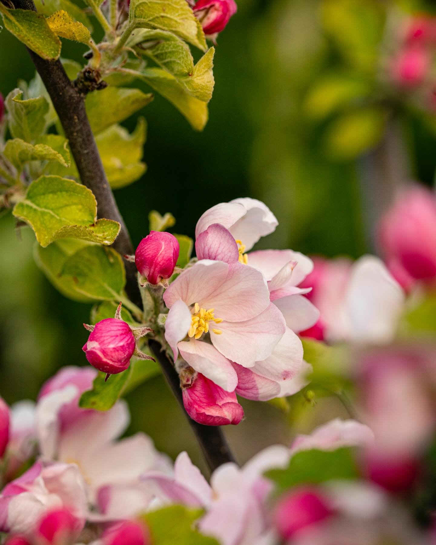 APPLE BLOSSOM 🌸 || Over the past week our pretty little Apple Orchard has been looking magical in the most incredible blossom. ⁠⠀
⁠⠀
The bees are working very hard pollinating the trees, which ensures we have apples in the Autumn! 
🐝➡️🌸➡️🍎 

Thes