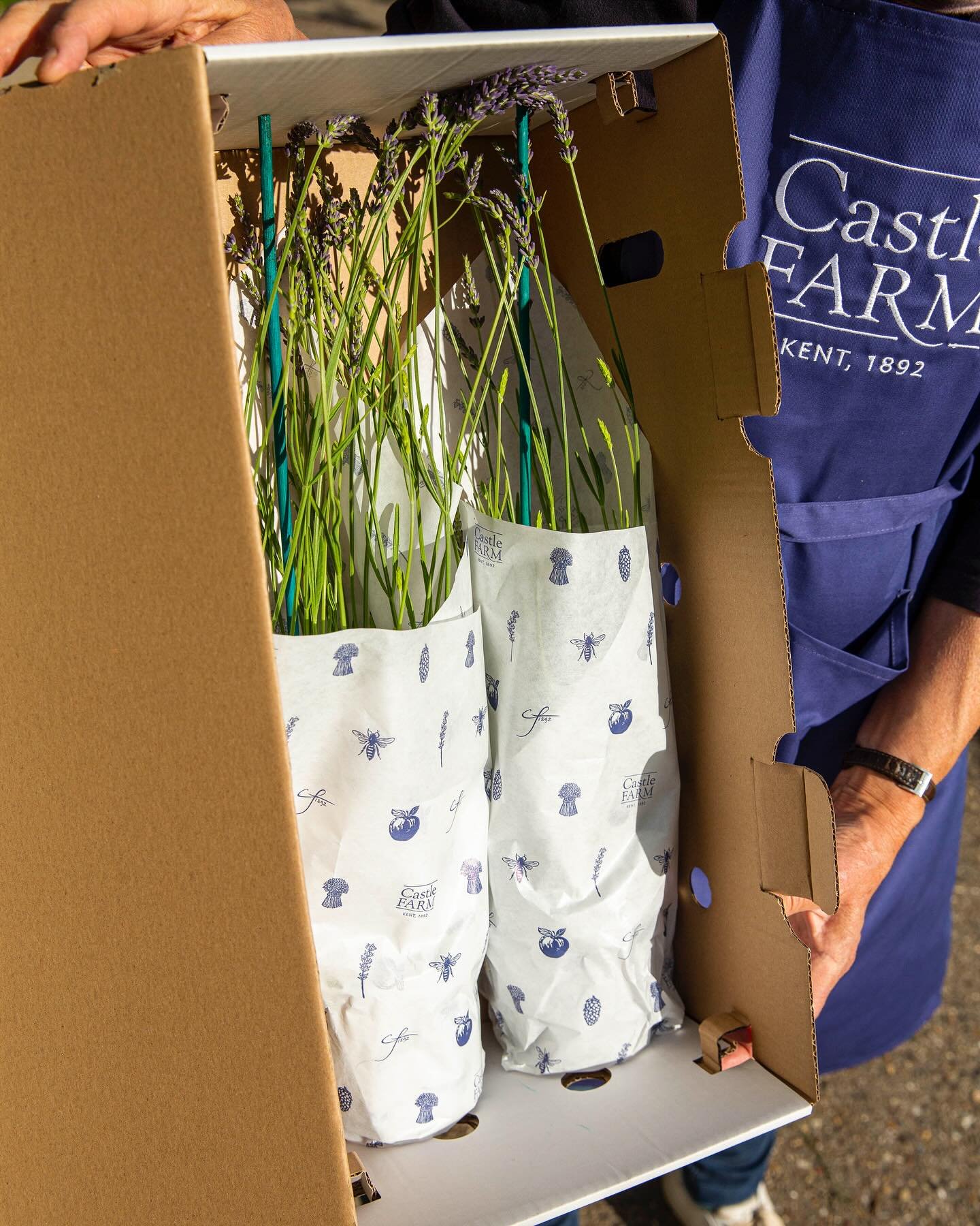 PLANTS DIRECT 💜 || Wrapped in paper and packaged in cardboard... our Lavender plants are English grown and despatched direct from the farm in bespoke designed boxes to protect them in transit. Quality controlled before we pack each and every one. 

