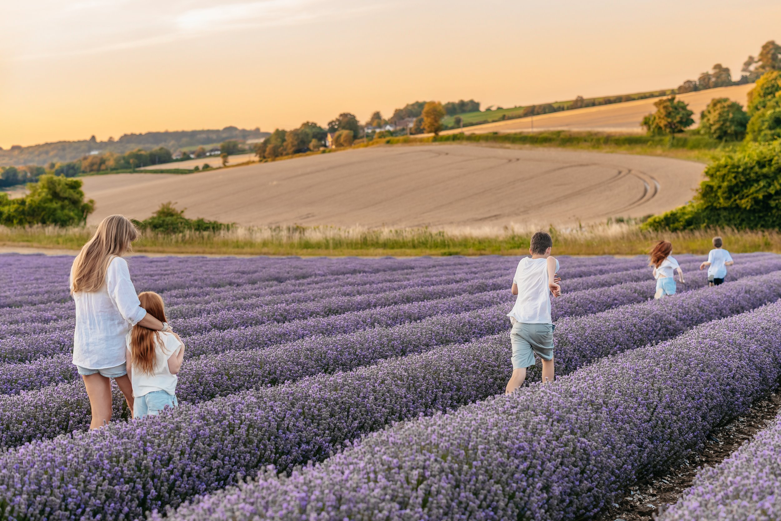 People walking through a lavender field at sunset, with rolling hills and farmland in the background.