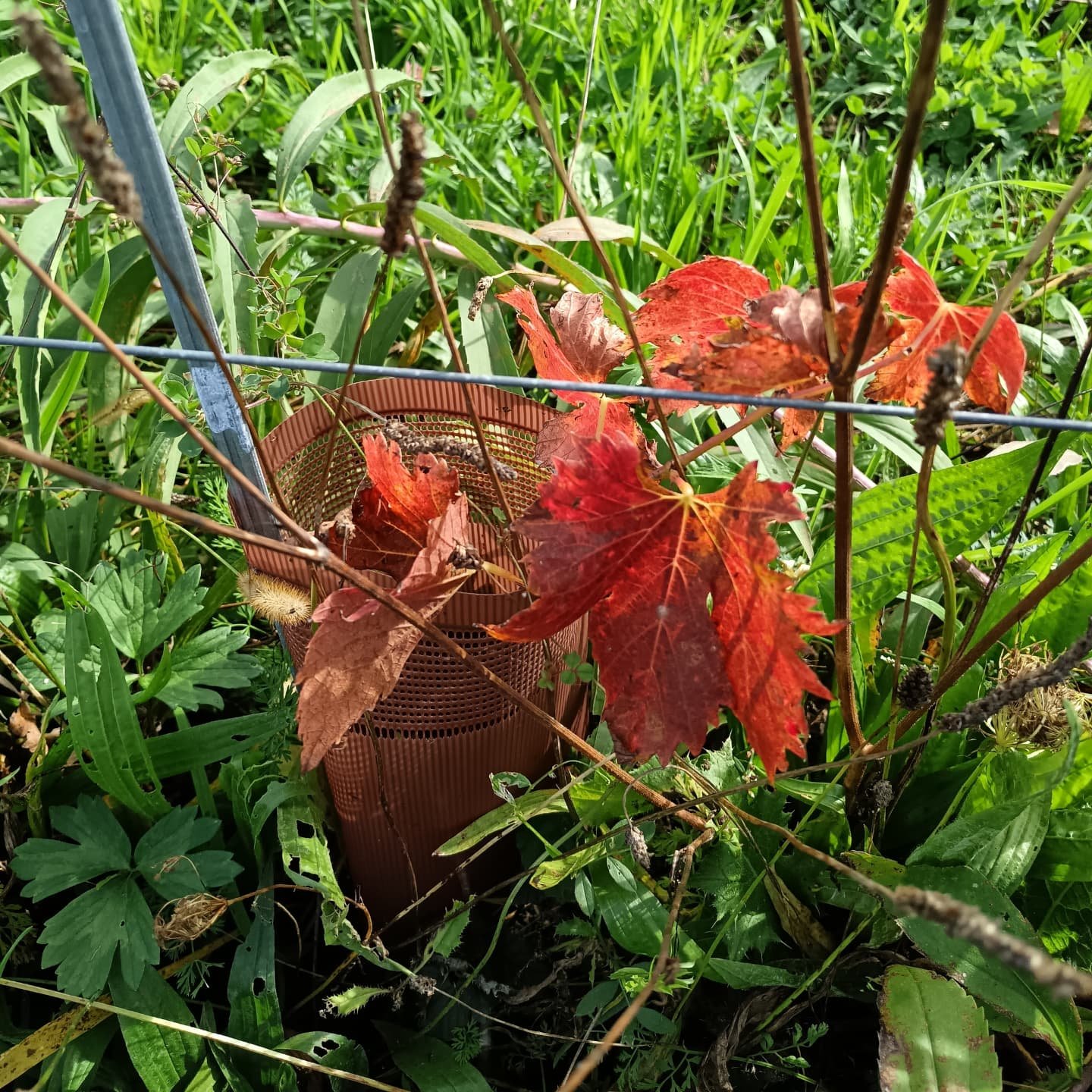 Les rouges virent &agrave; l' automne , les blancs ont d&eacute;j&agrave; un peu tir&eacute; leur r&eacute;v&eacute;rence .... Bient&ocirc;t la fin de leur premier cycle de vie 💪👍