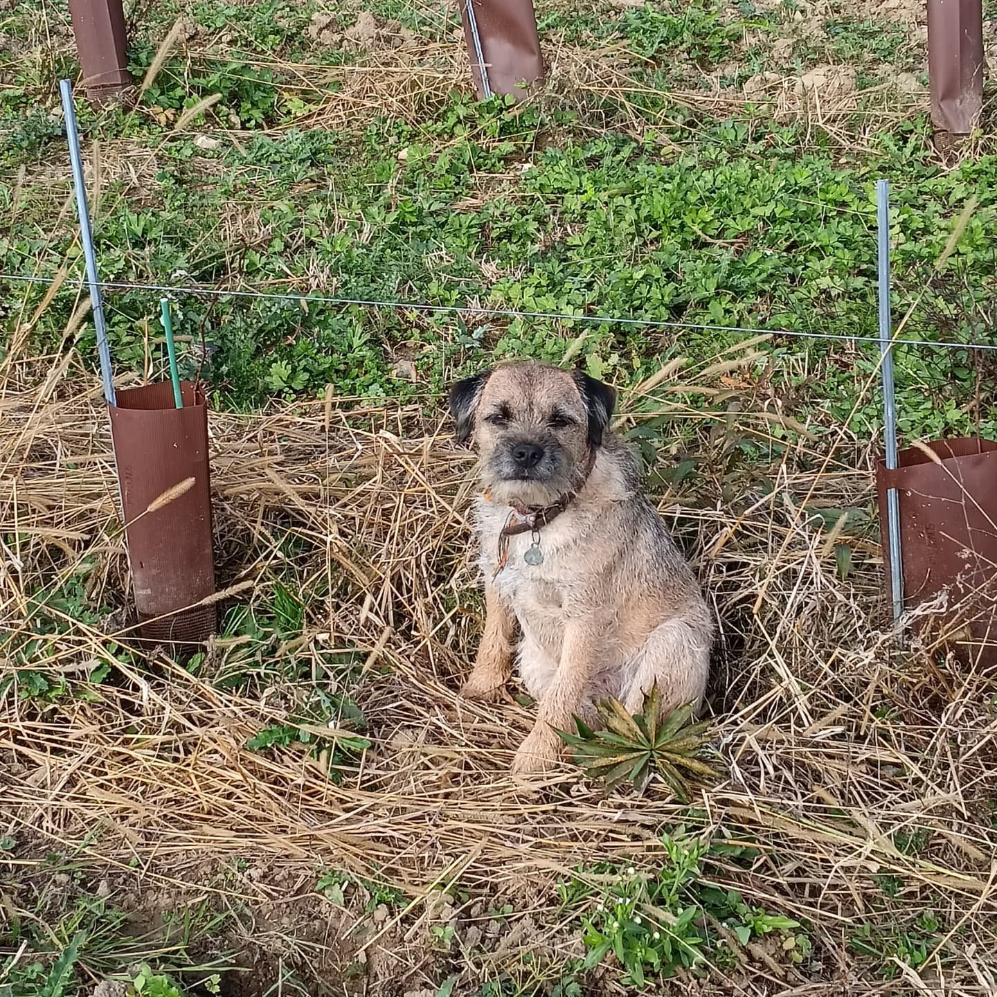 C est l automne ! Le chien est assorti 😉 on rajoute des piquets pour utiliser notre super interceps achet&eacute; avec #lagrangedena et #domainedescortis 
Et on profite du beau temps 😁