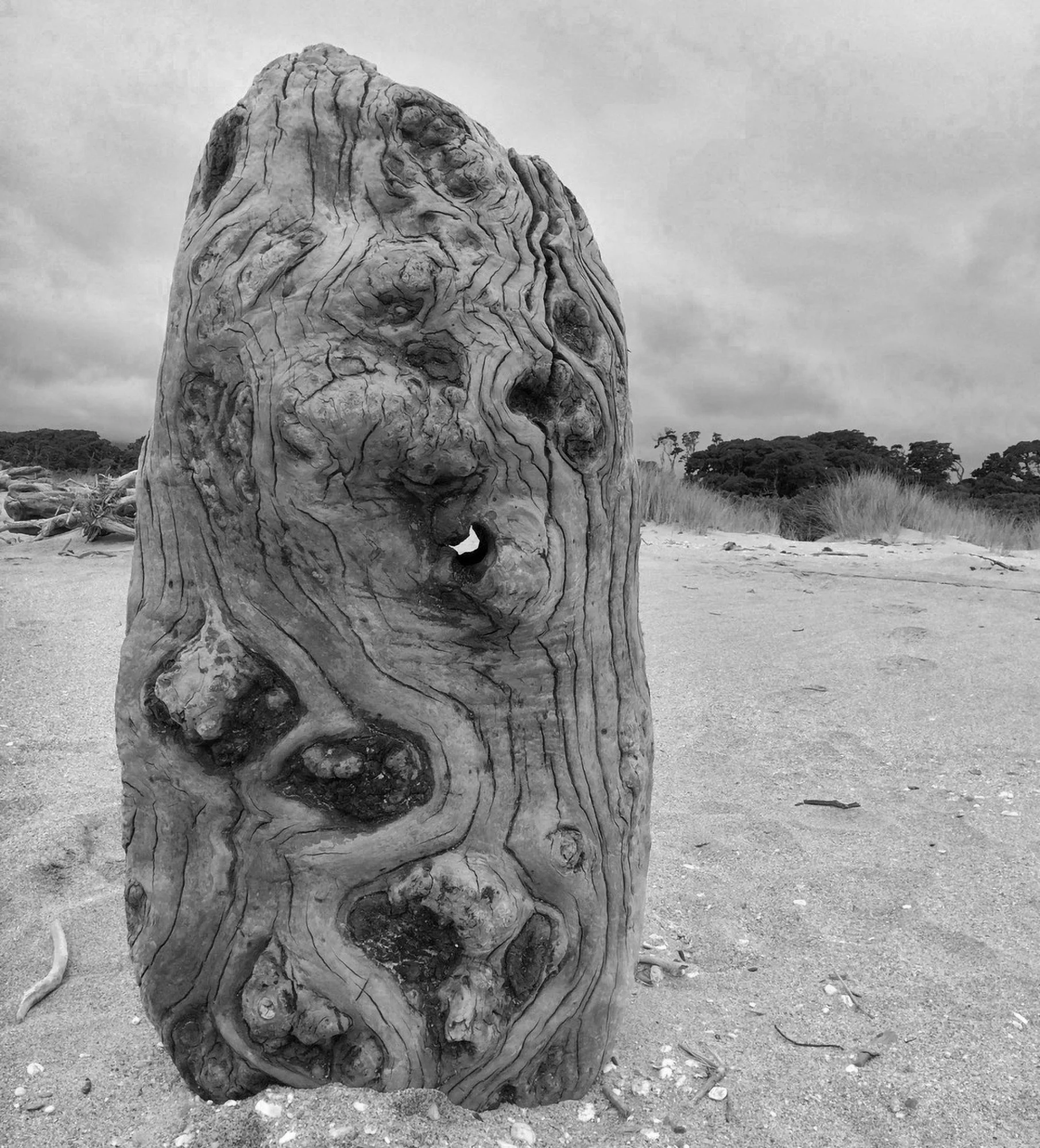 Hot Fudge Rata Burl B&W.jpg