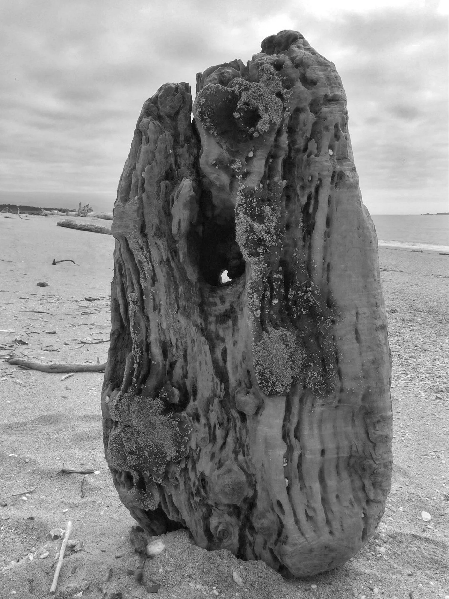 Hot Fudge Rata Burl B&W Bottom.jpg