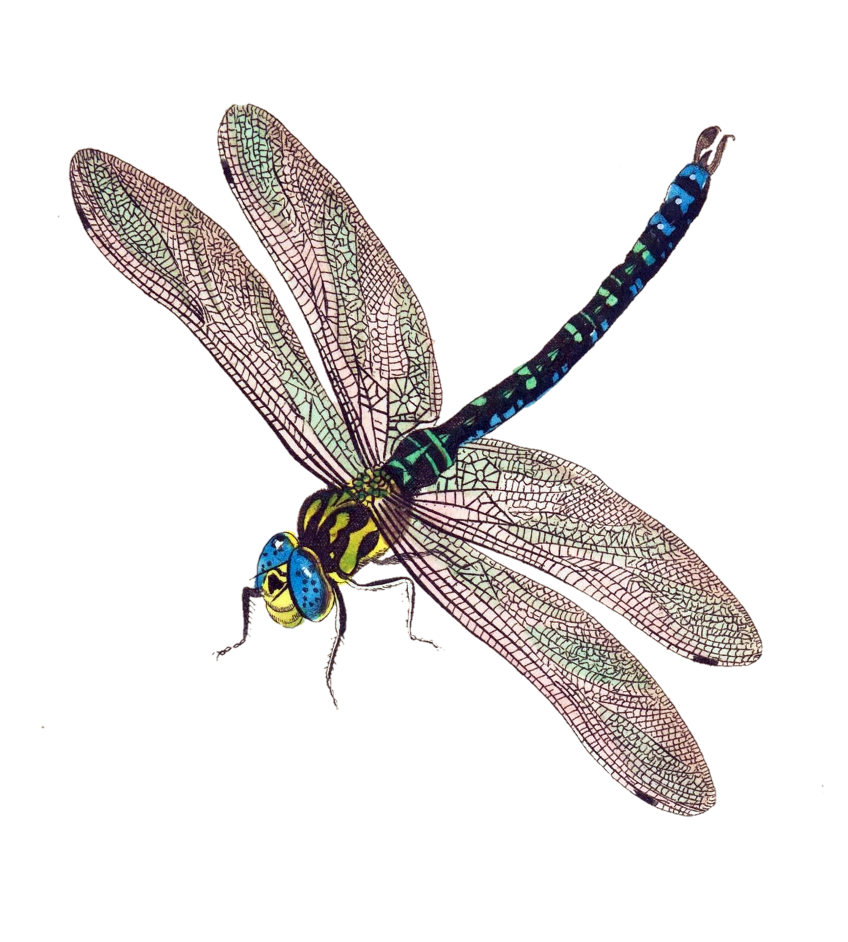 dragonfly.png