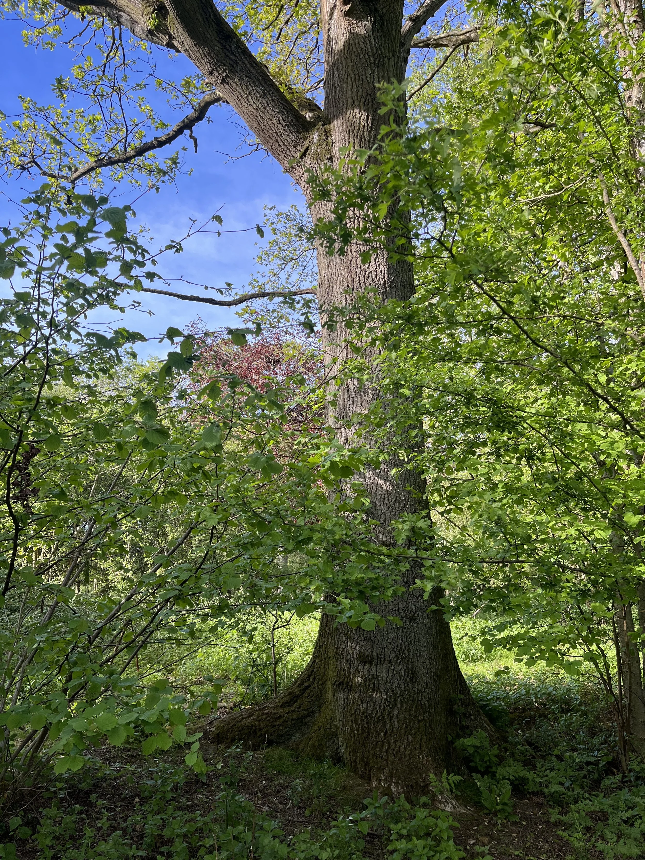 IMG_9399.jpeg