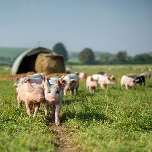 Cute piglets on an organic farm