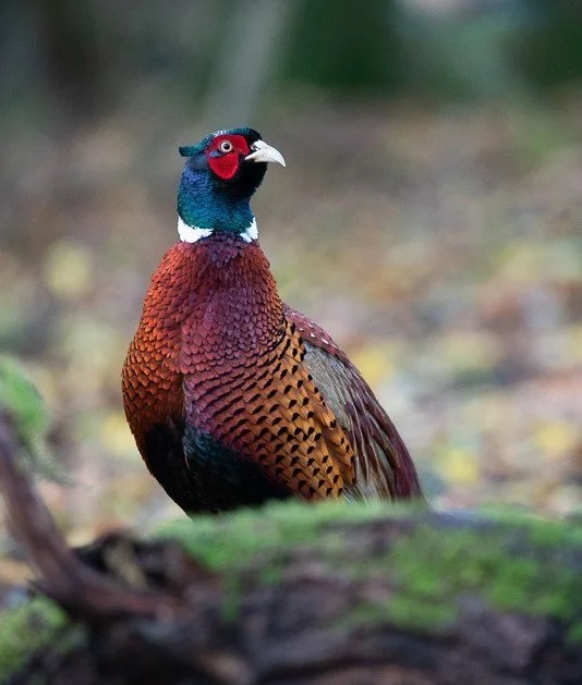 magnificent ring-necked pheasant standing proud