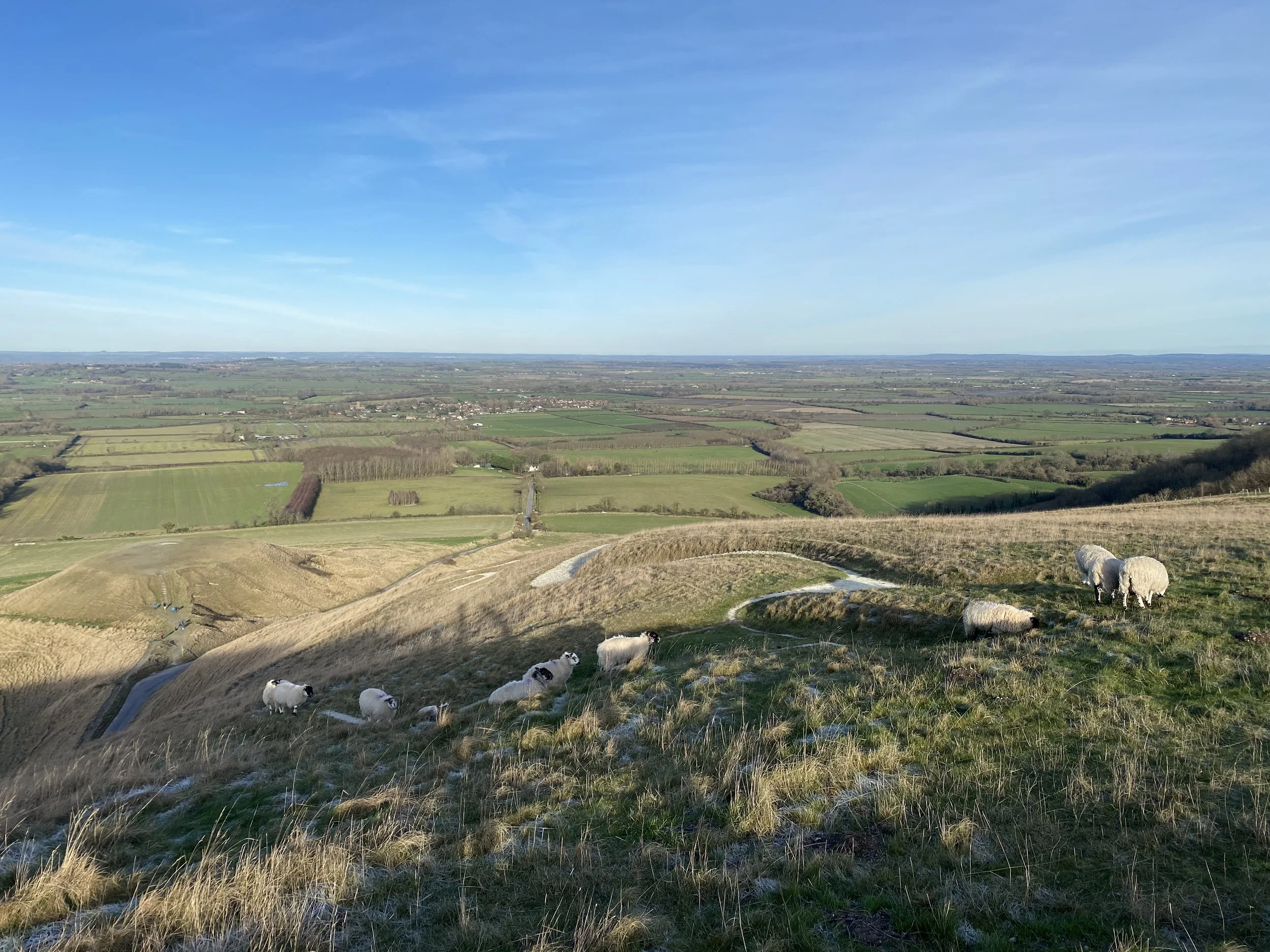 grazing sheep on the Uffington White Horse with the Oxfordshire Countryside in the background