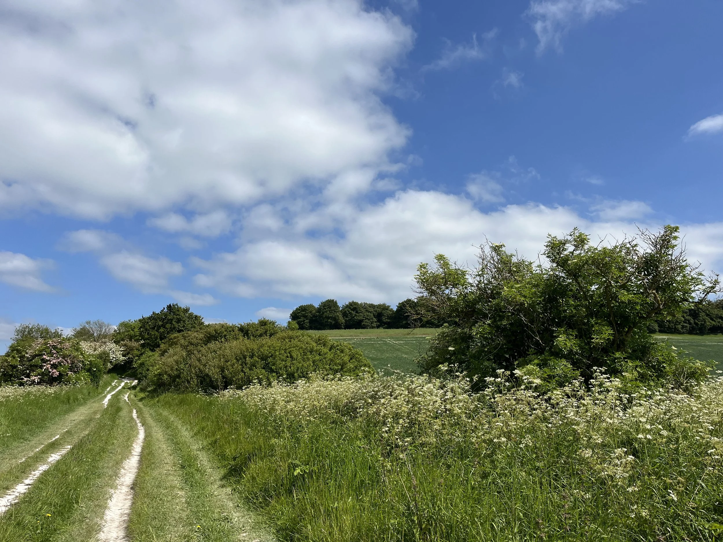 view of an ancient chalk road sweaping through lush green English countryside