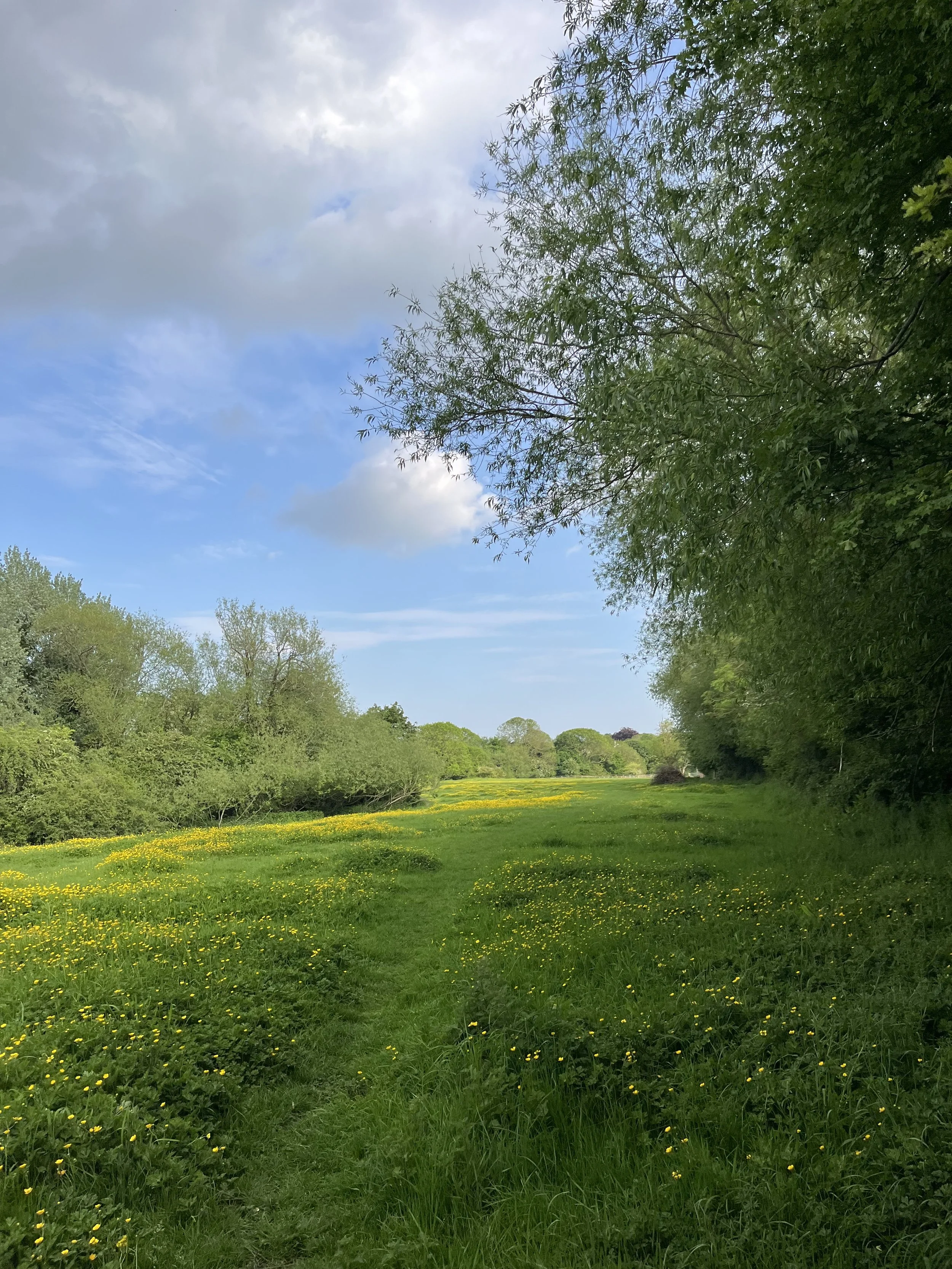 Beautiful pony paddock with buttercups and ancient trees