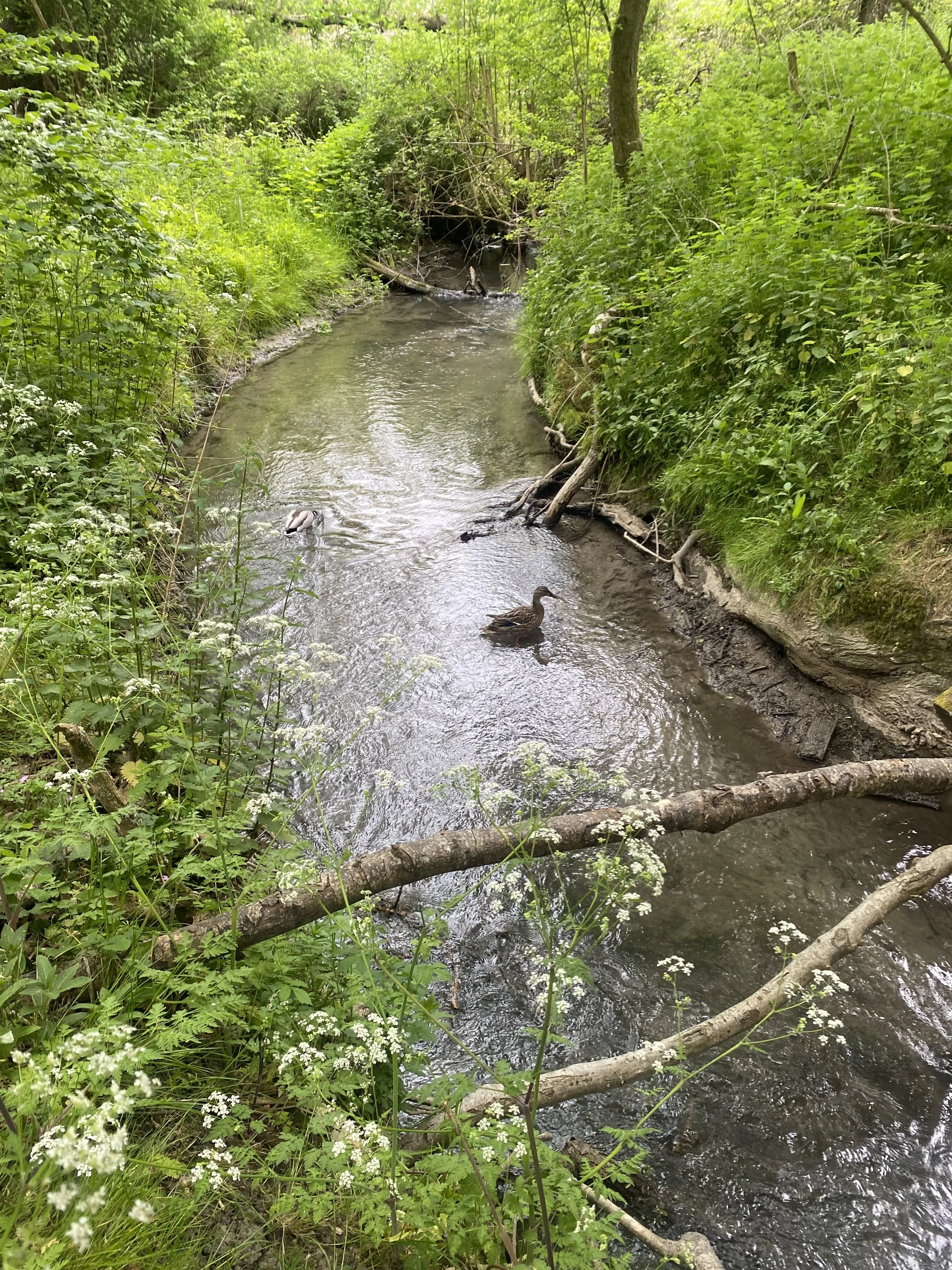 IMG_4197.jpeg