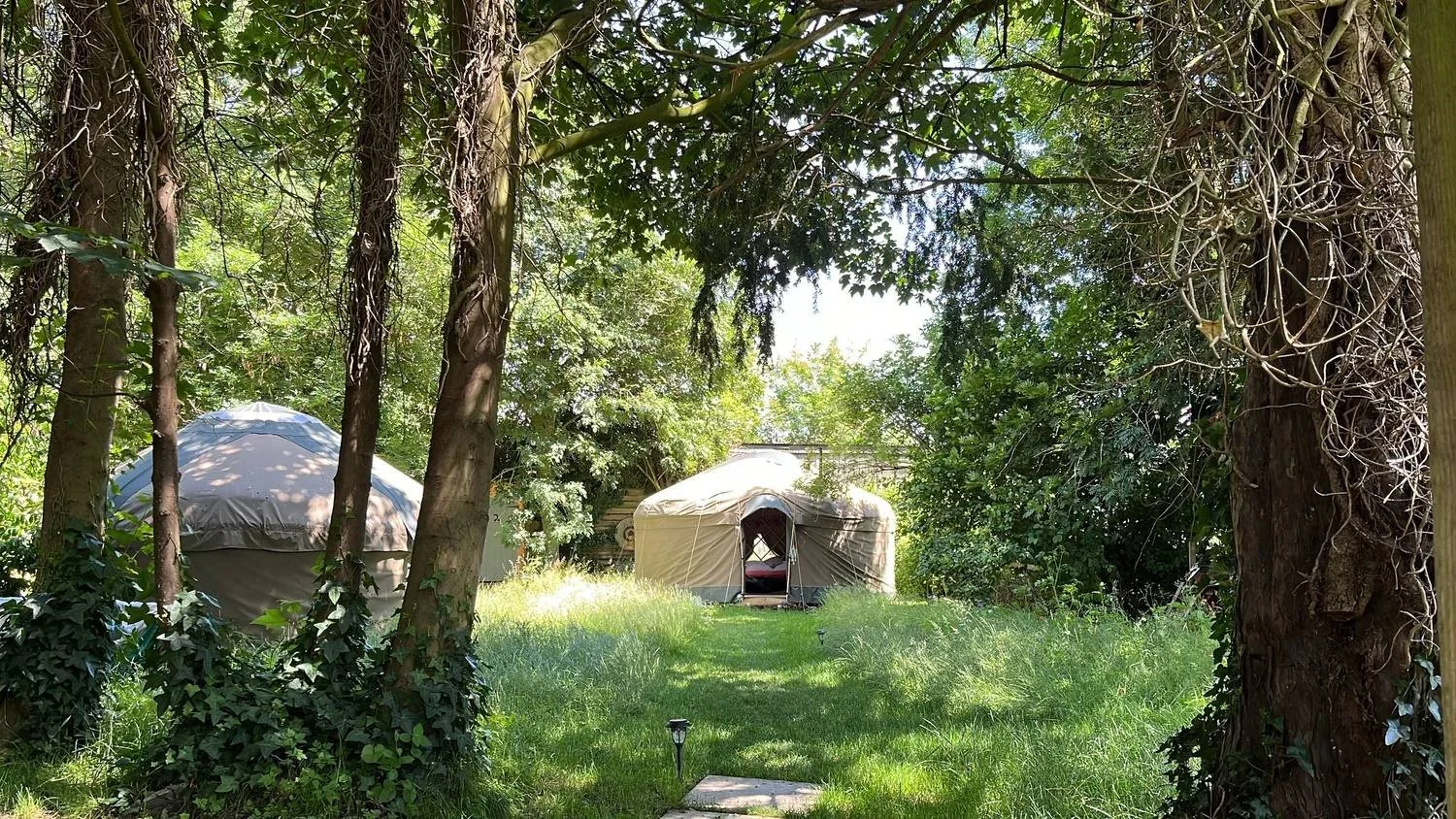 Two handbuilt yurts glimpsed through ancient woodland, dappled light, Botswicky Wiltshire