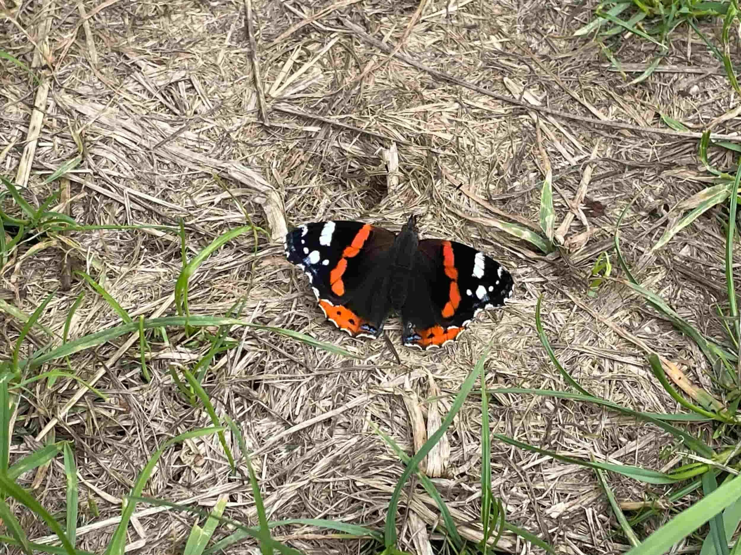 Red admiral butterfly resting on the ground in the organic meadow at Botswicky