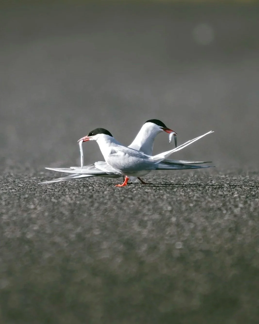 Two birds standing on a gray surface, each holding a fish in their beak.