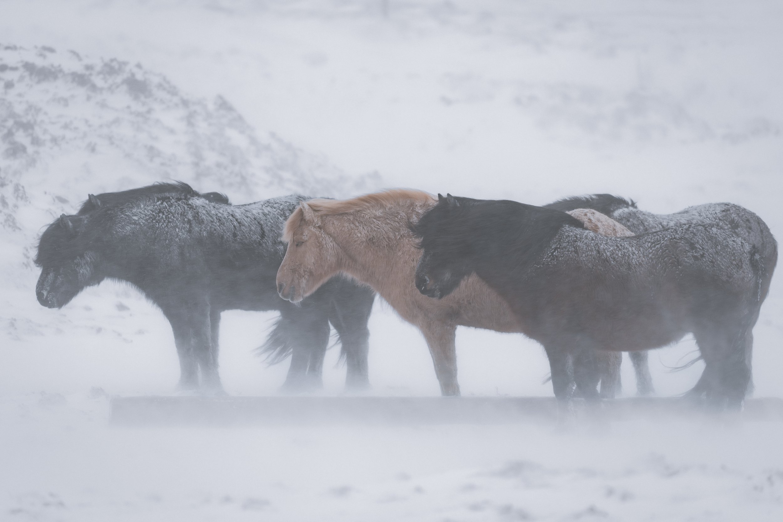 Group of horses standing in snowy, snowstorm landscape