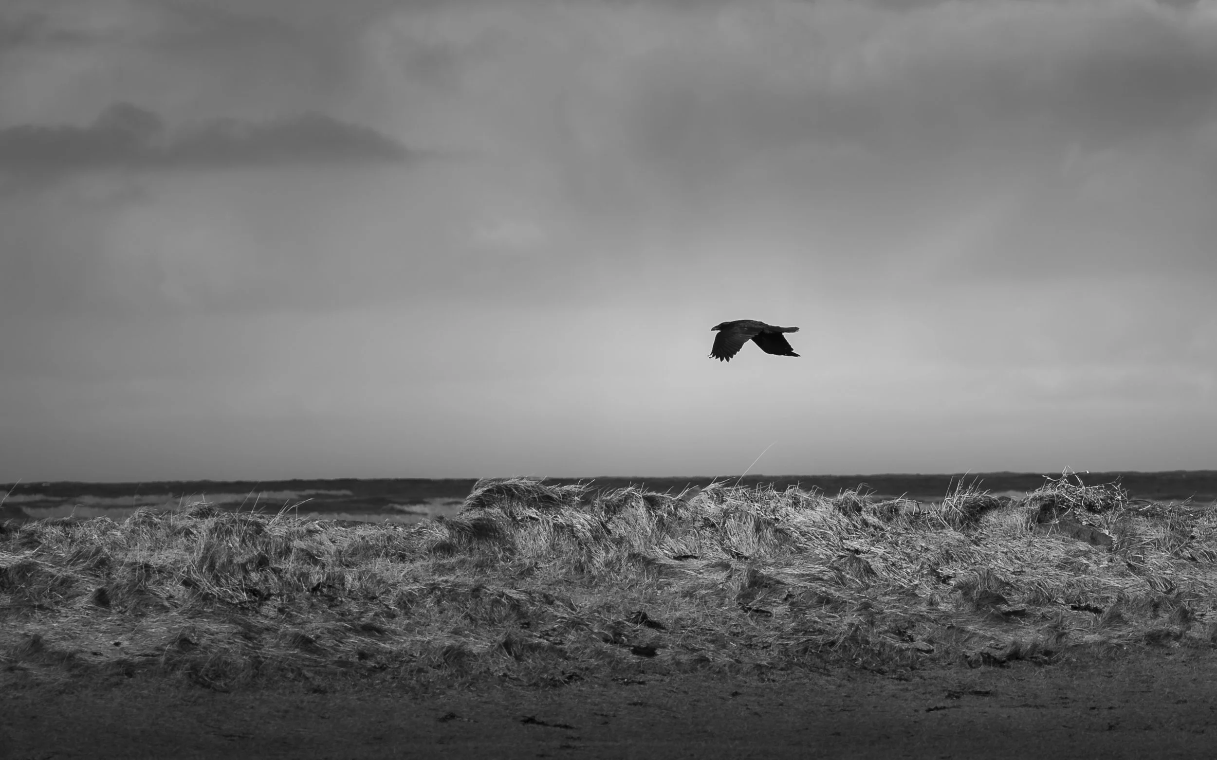 Black and white photo of a raven flying over a sandy beach with grass and a cloudy sky in the background.