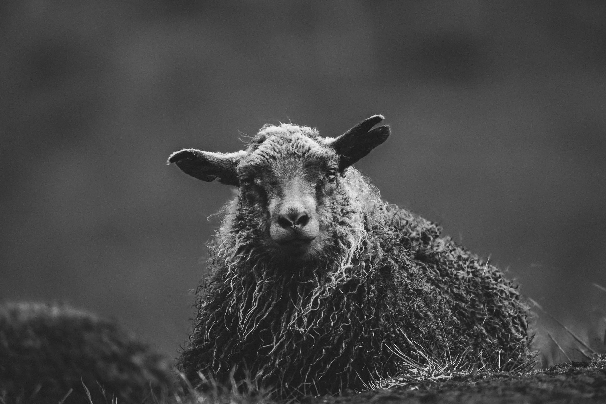 Black and white photo of a sheep with curly wool and ears lying on the ground, looking at the camera.