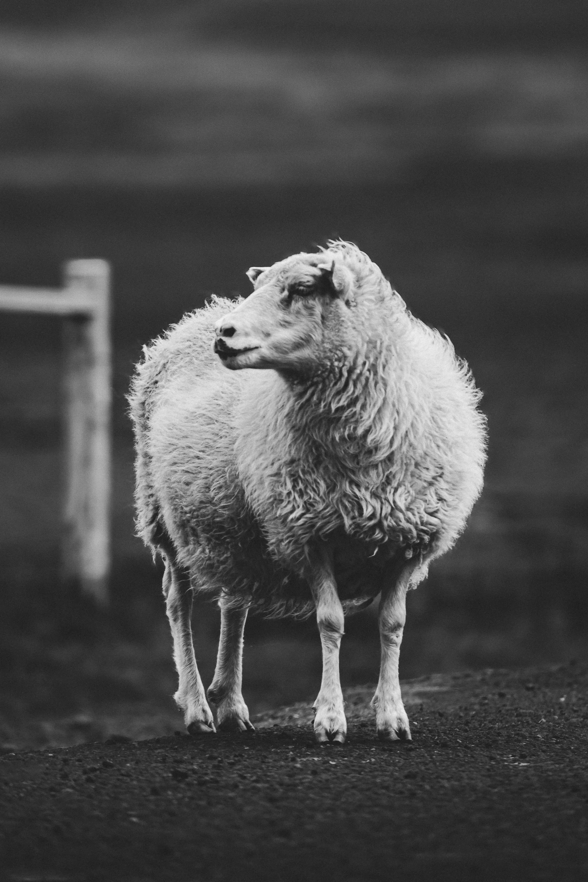 A black and white photo of a sheep standing on a dirt surface, facing slightly to the left with dark clouds or sky in the background.