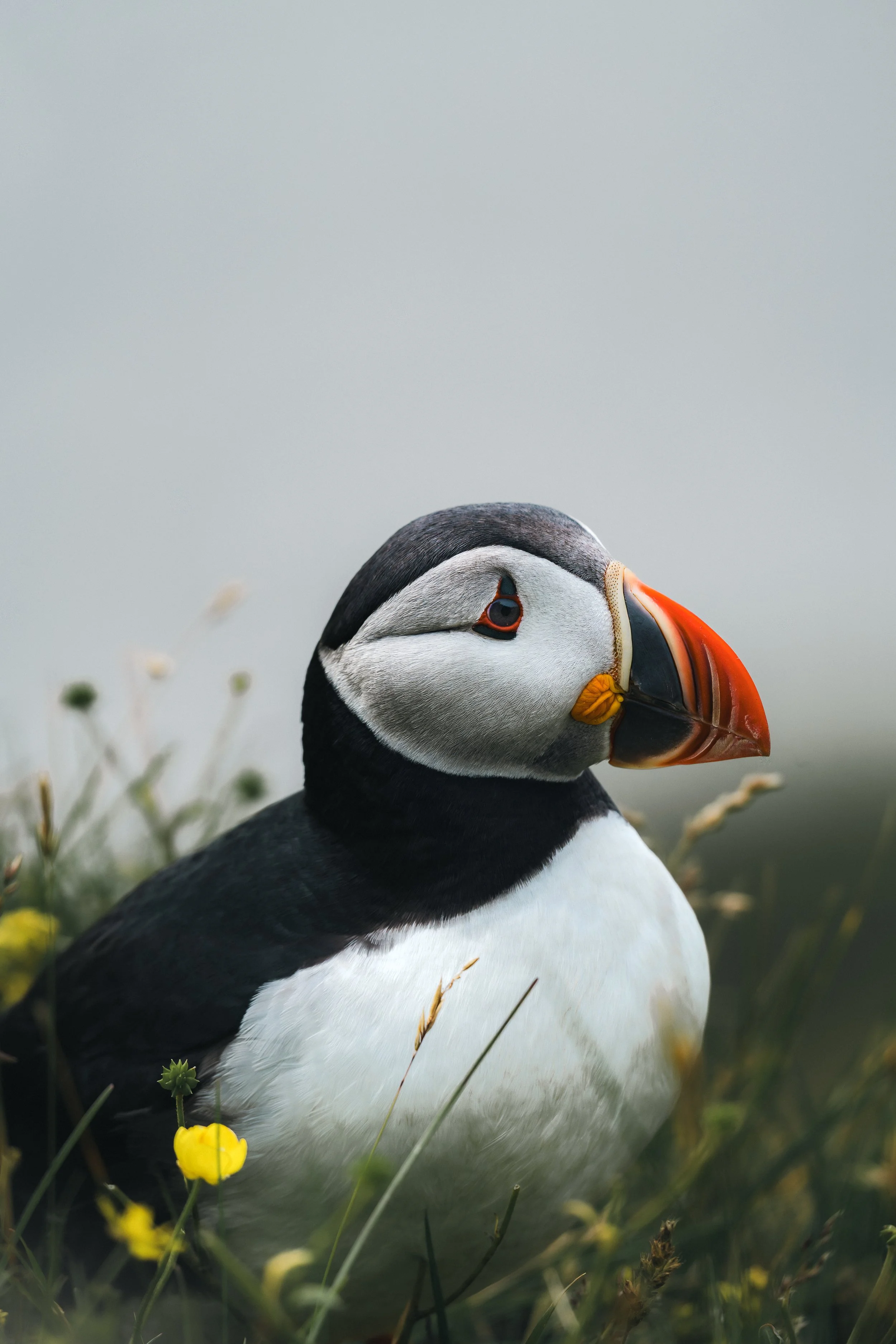 A puffin in a quiet moment, surrounded by soft light and wild grass. Calm, detailed, and full of presence.