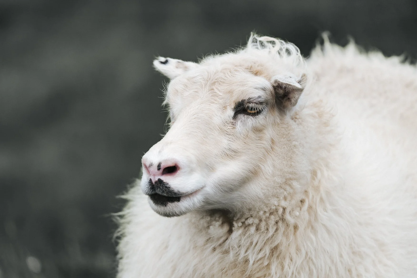 A close-up of a sheep with a thick, curly white coat, dark eyes, and a pink nose, with a blurred dark background.