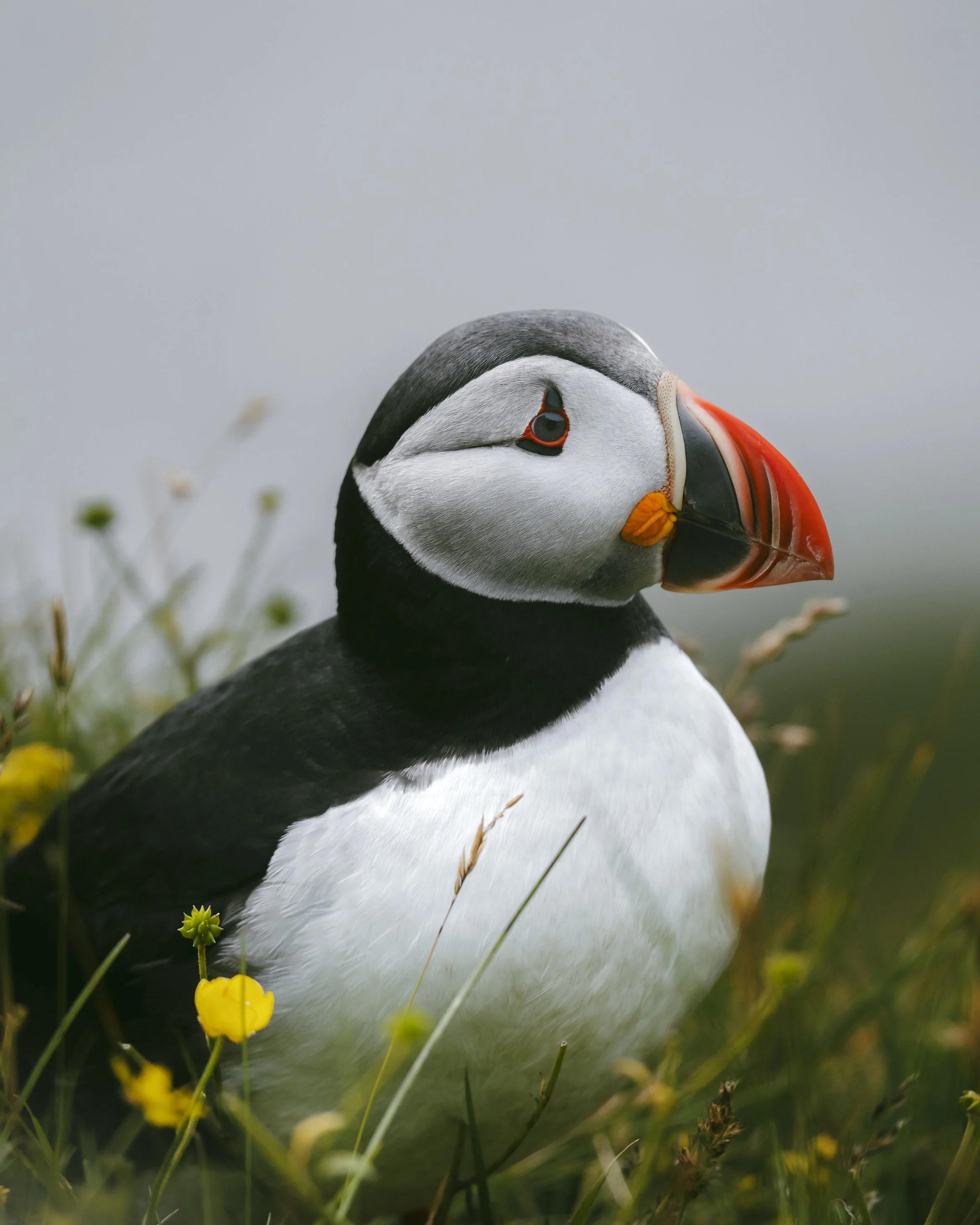 A close-up of a puffin bird standing among yellow flowers in a grassy area.