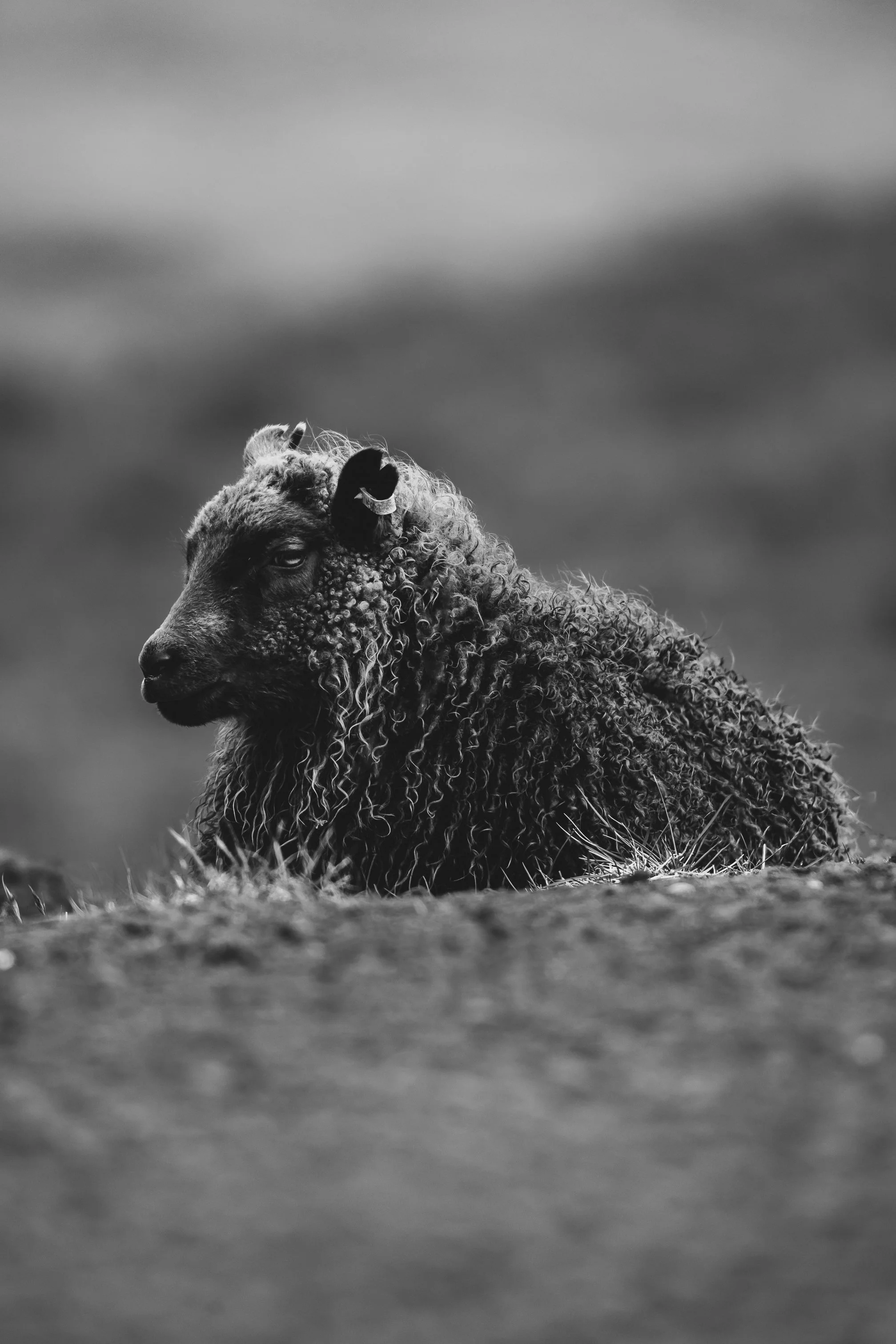 Black and white photo of a lamb lying on grass, with a blurred landscape in the background.
