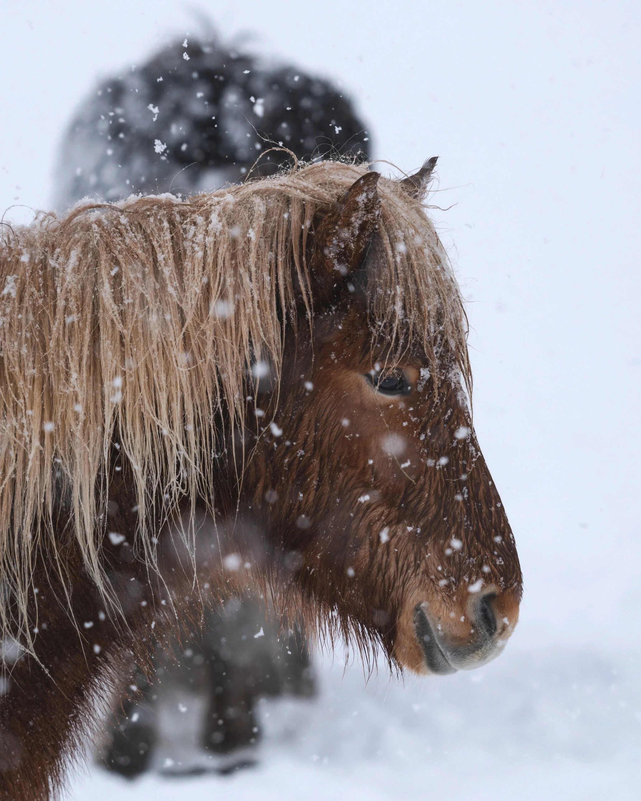 Close-up of a brown horse with a long blonde mane standing in the snow, with another dark-colored horse in the background.