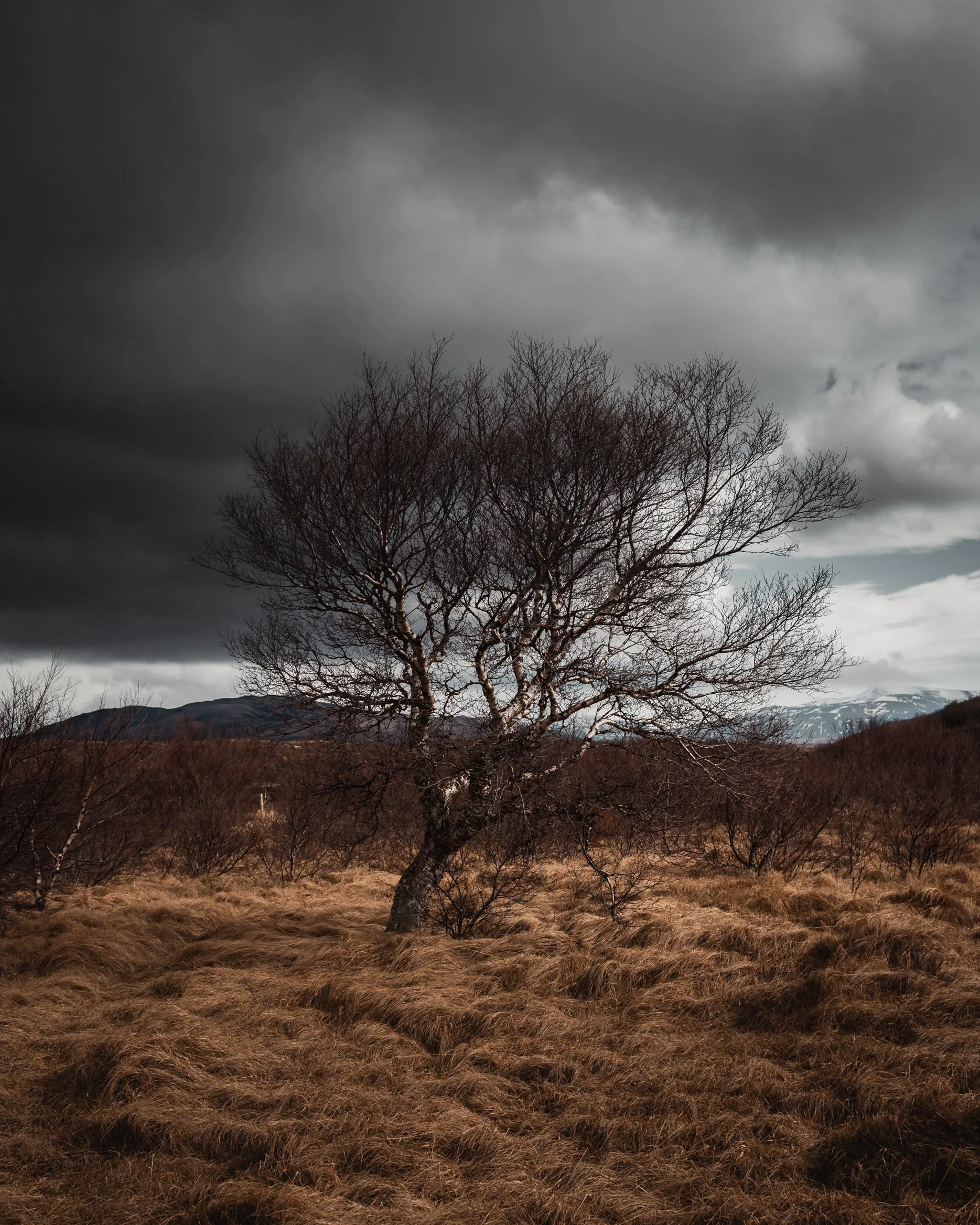 A leafless tree standing in a grassy field under dark, stormy clouds with mountains visible in the distance.