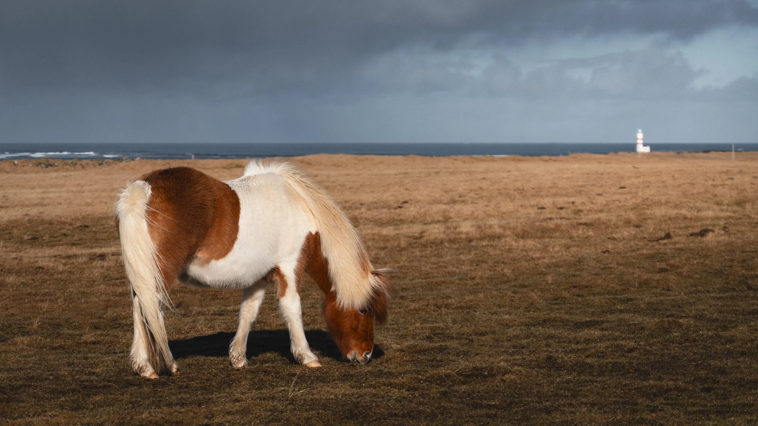 A brown and white Icelandic horse grazing on a grassy field near the coast with a lighthouse and dark stormy clouds in the background.