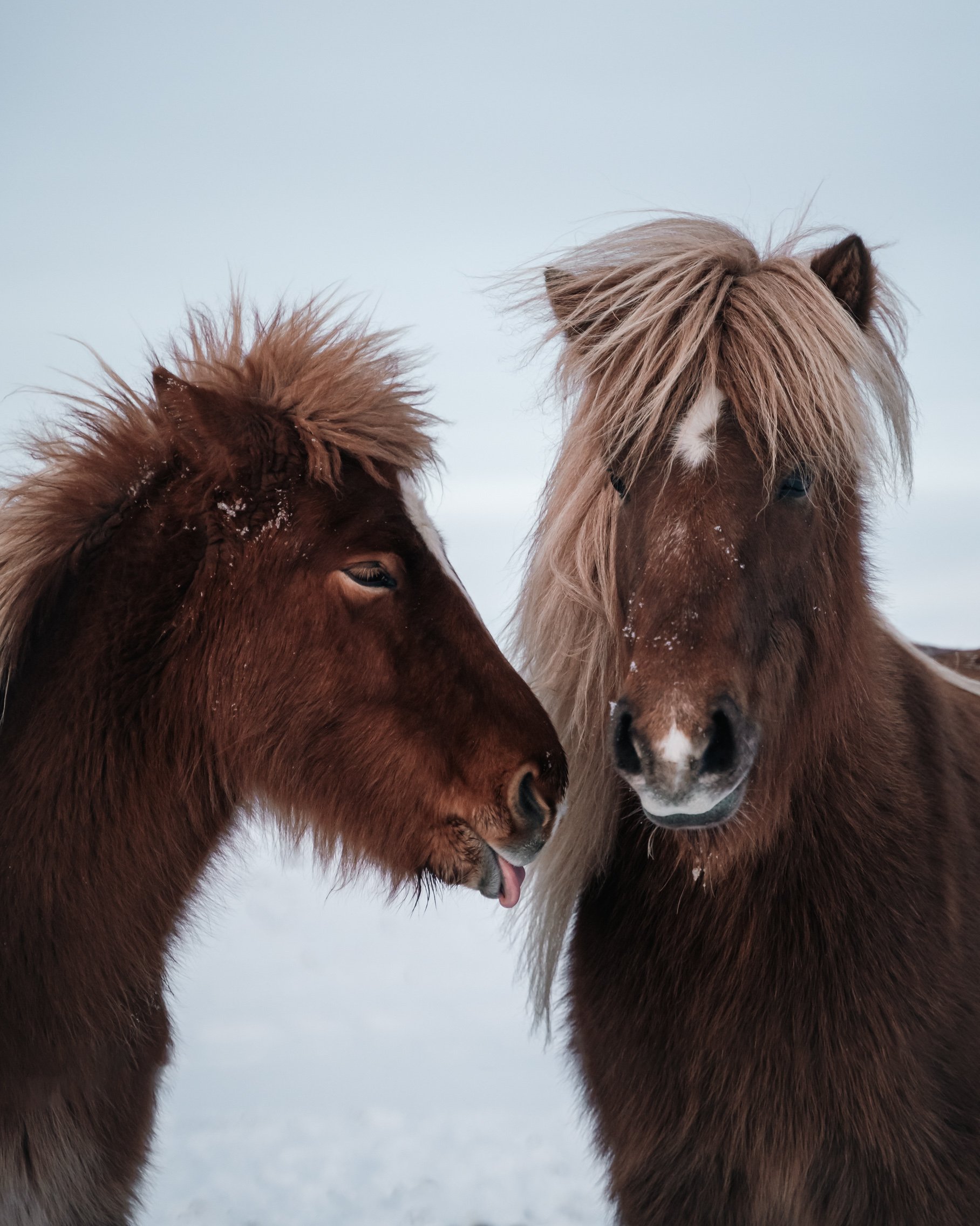 Two ponies with brown coats and shaggy manes standing close together outdoors on a snowy day.