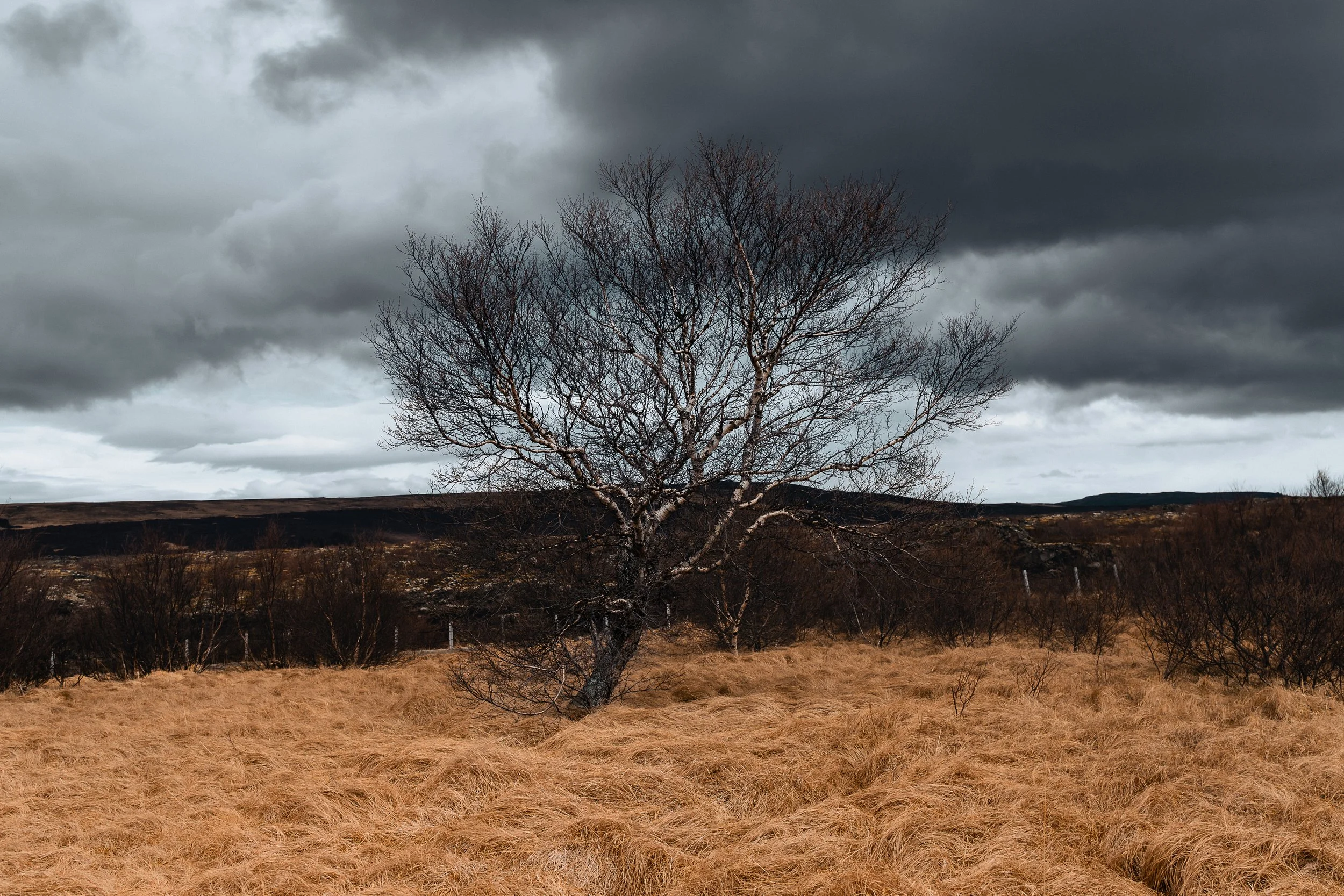 A lone tree stands in a field of wind-swept grass beneath dark, gathering clouds. Its branches reach outward, shaped by time and weather, holding steady against the weight of the sky above. 
There’s a quiet resilience here—an unspoken sense of endura