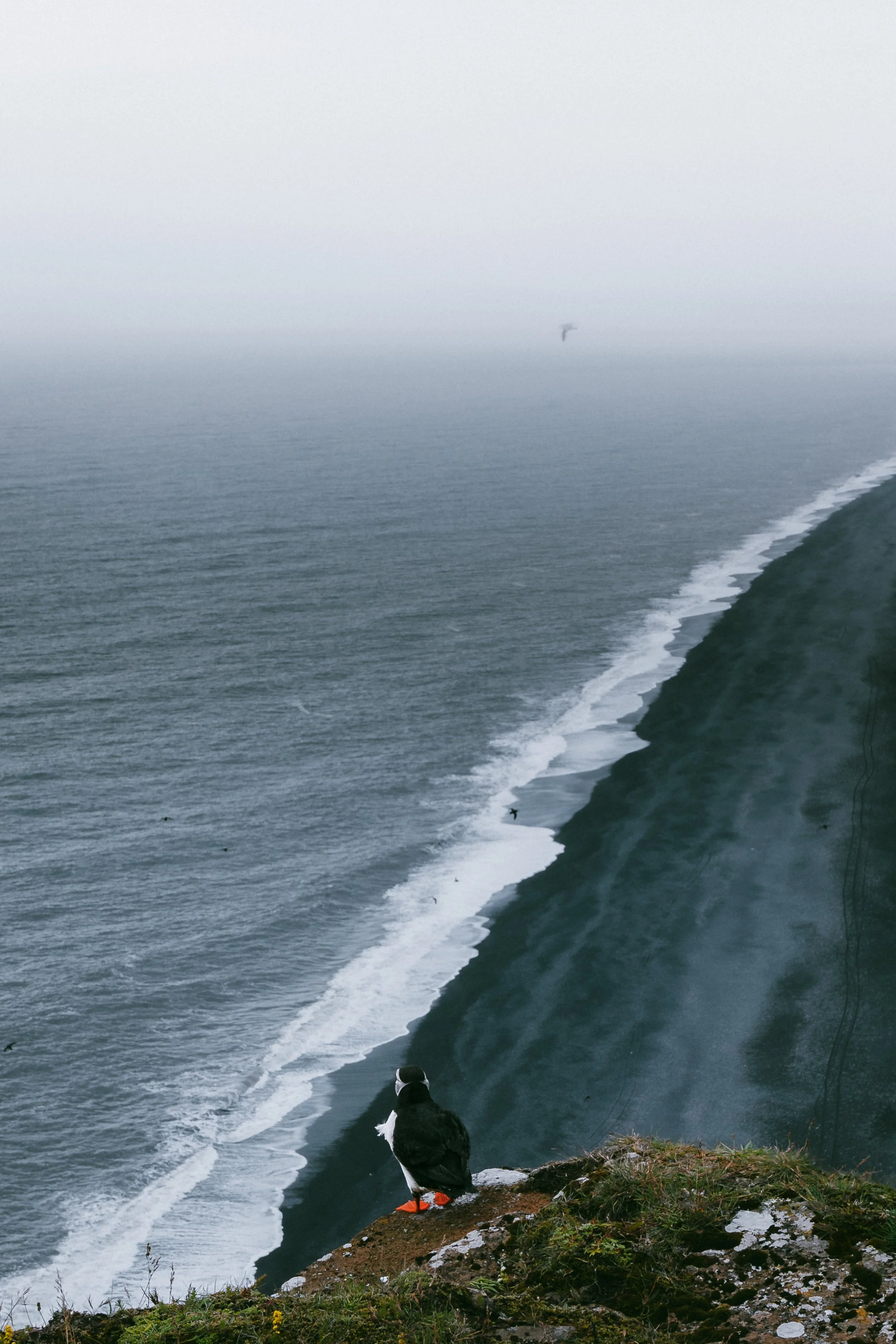 A lone puffin stands at the edge of Dyrhólaey, looking out over the vast coastline below. Waves trace the black sand of Dyrhólaey-beach, while mist and distance soften the horizon into something almost infinite.