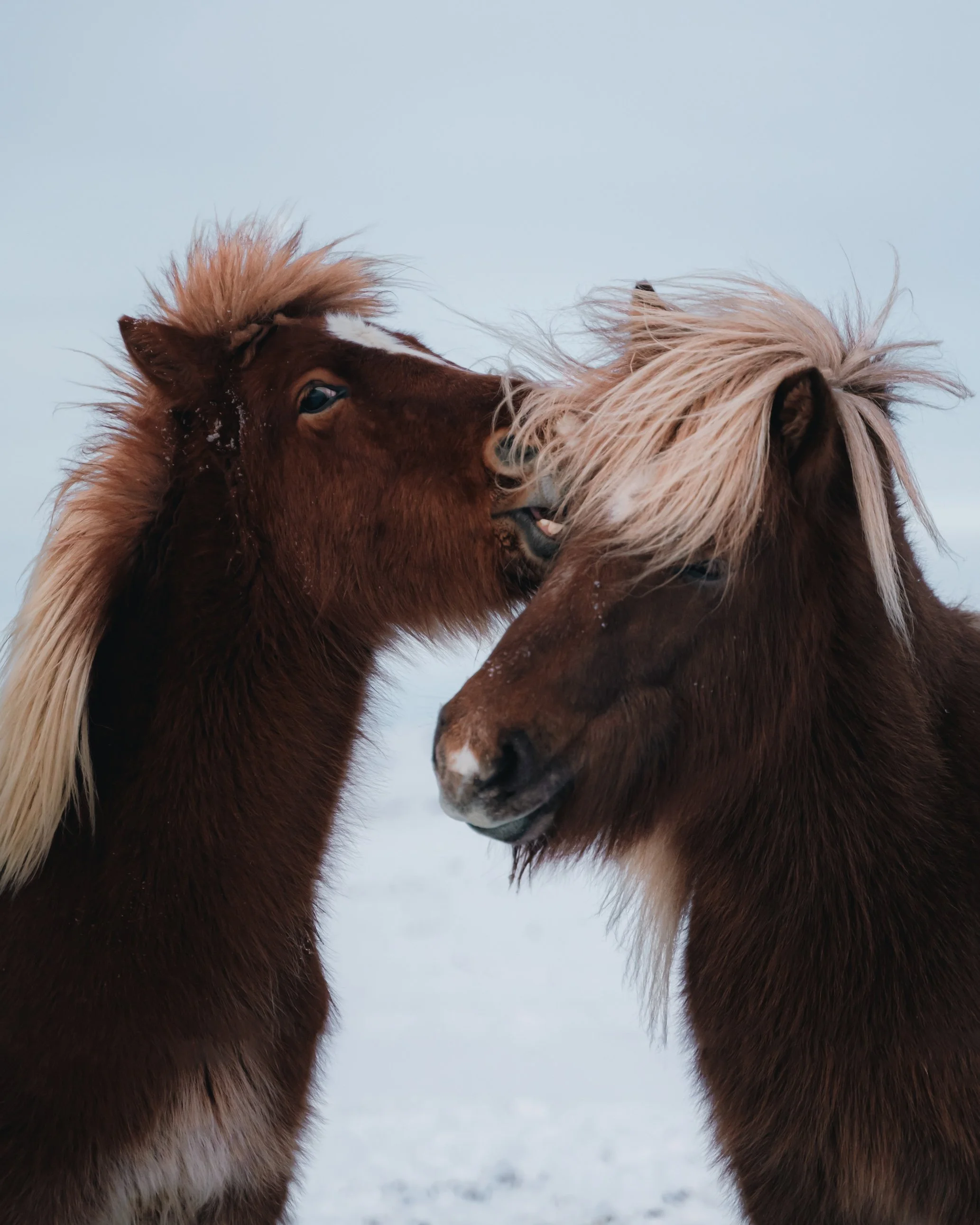 Two brown ponies with light-colored manes touching noses in a snowy landscape.