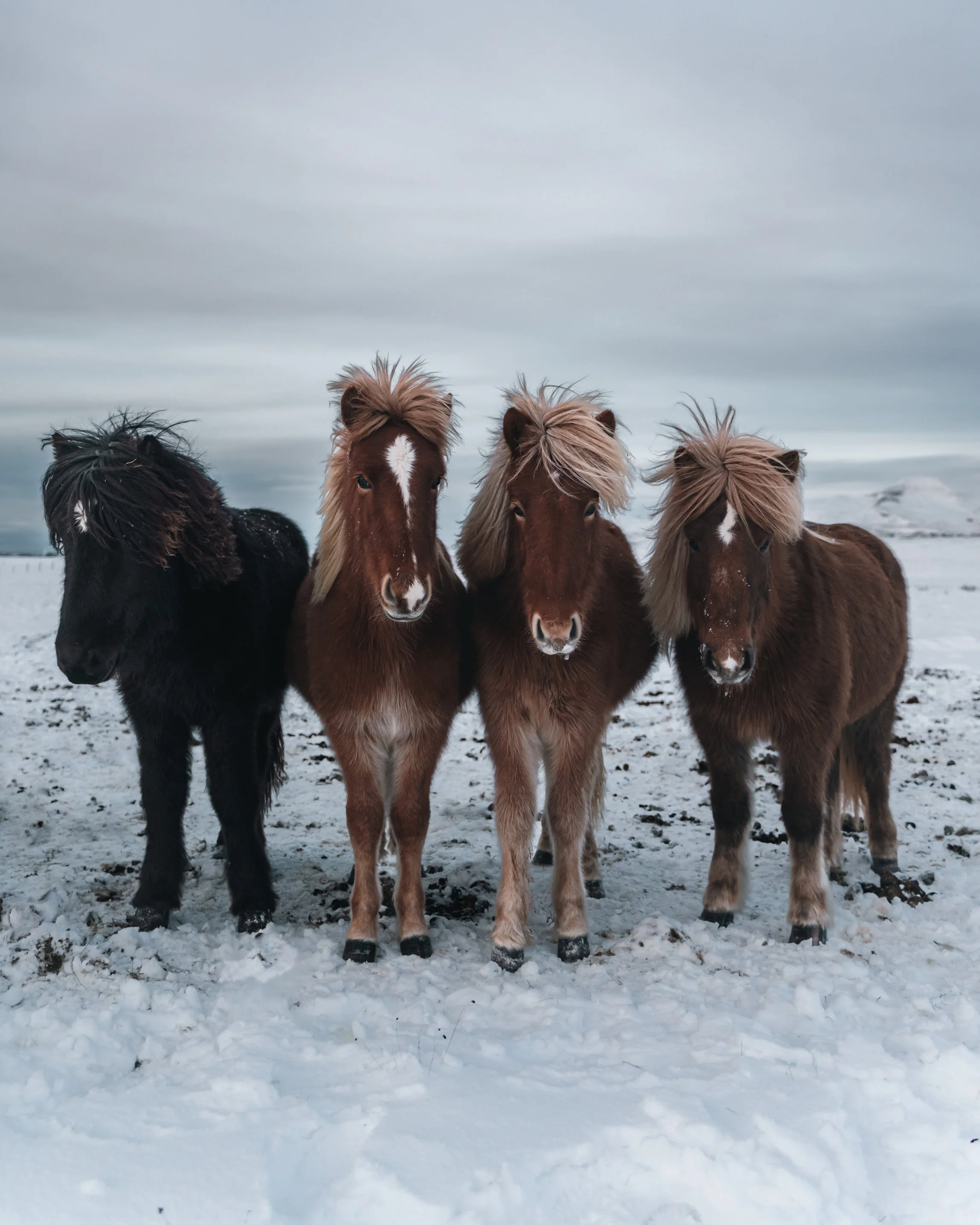 Four Icelandic horses standing on snow-covered ground in a winter landscape.