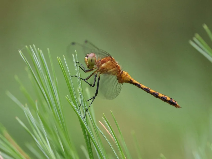 Land Trust Spotlight #10: Kennebec Estuary Land Trust