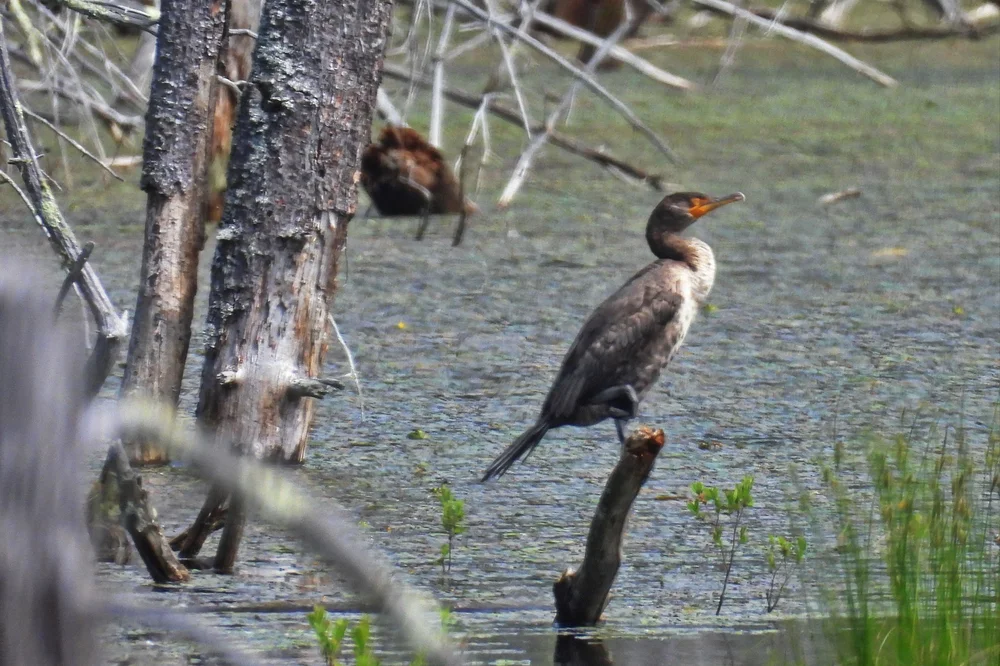 double crested cormorant tbp.JPG