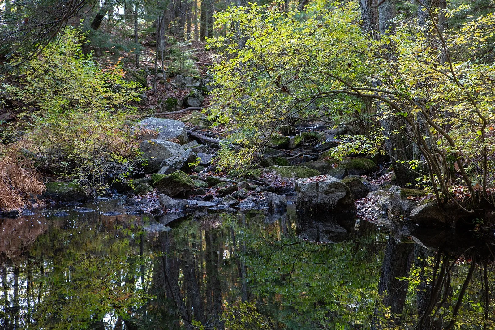 Land Trust Spotlight #8: Kennebunkport Conservation Trust