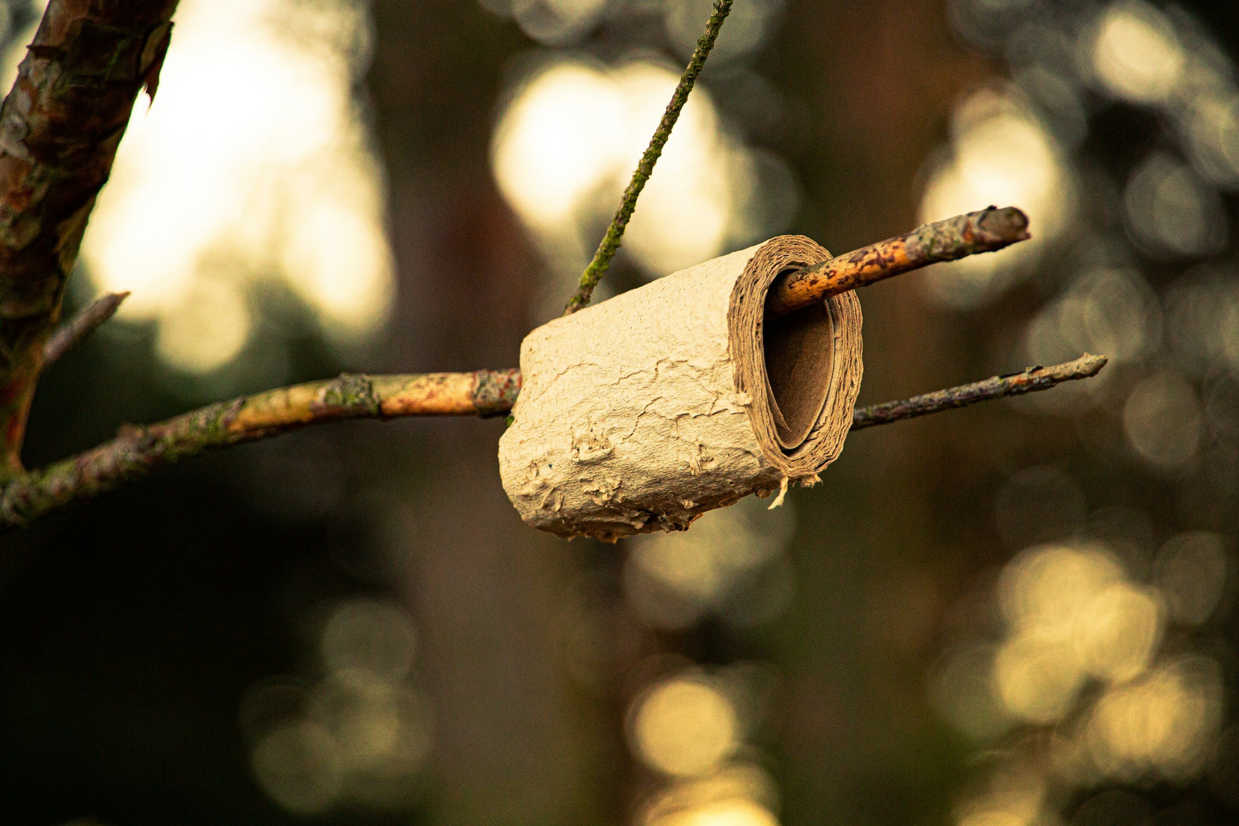Close-up of a rolled piece of bark or paper on a thin branch with a blurred background of tree branches and lights.