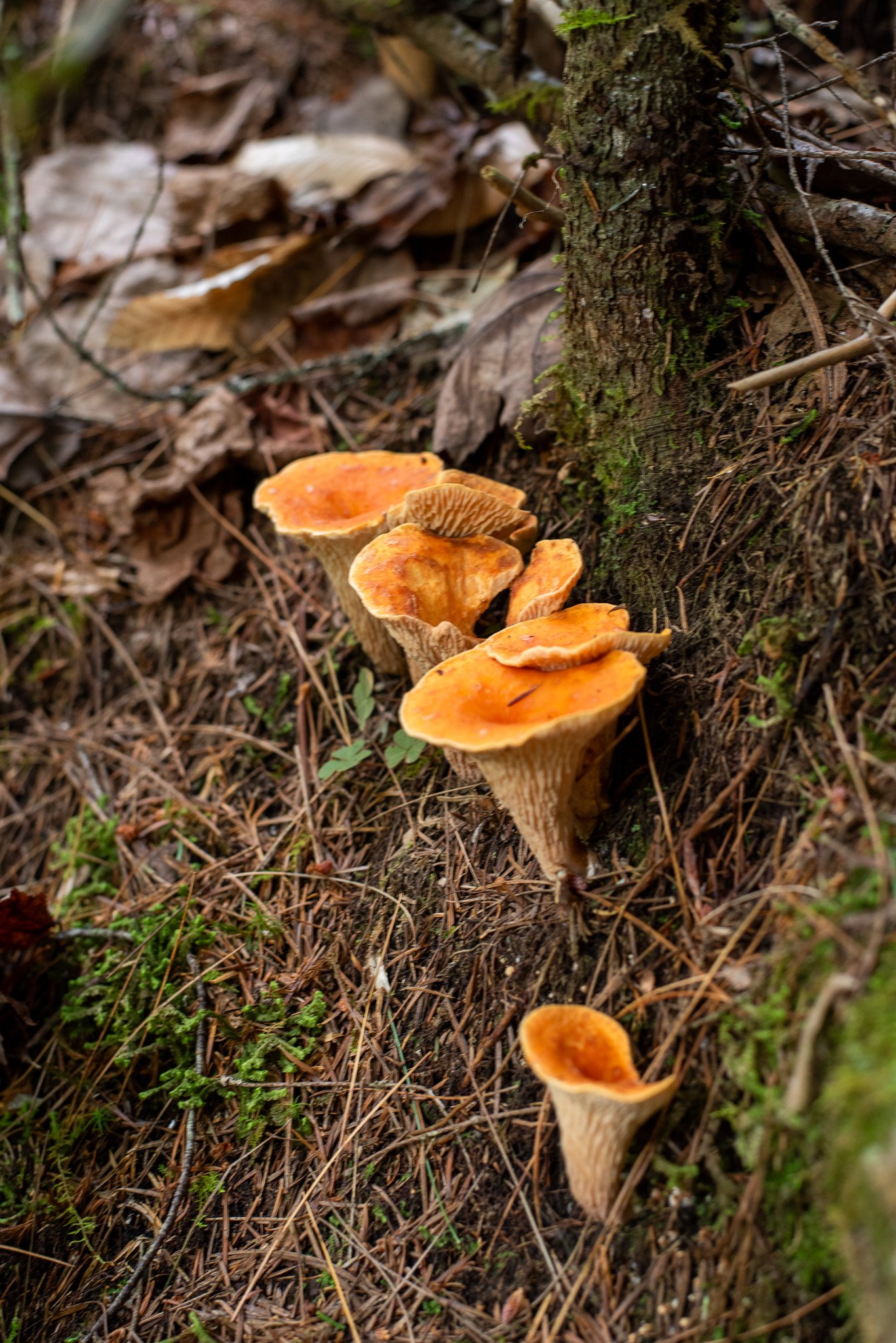 _DSC2582.jpg