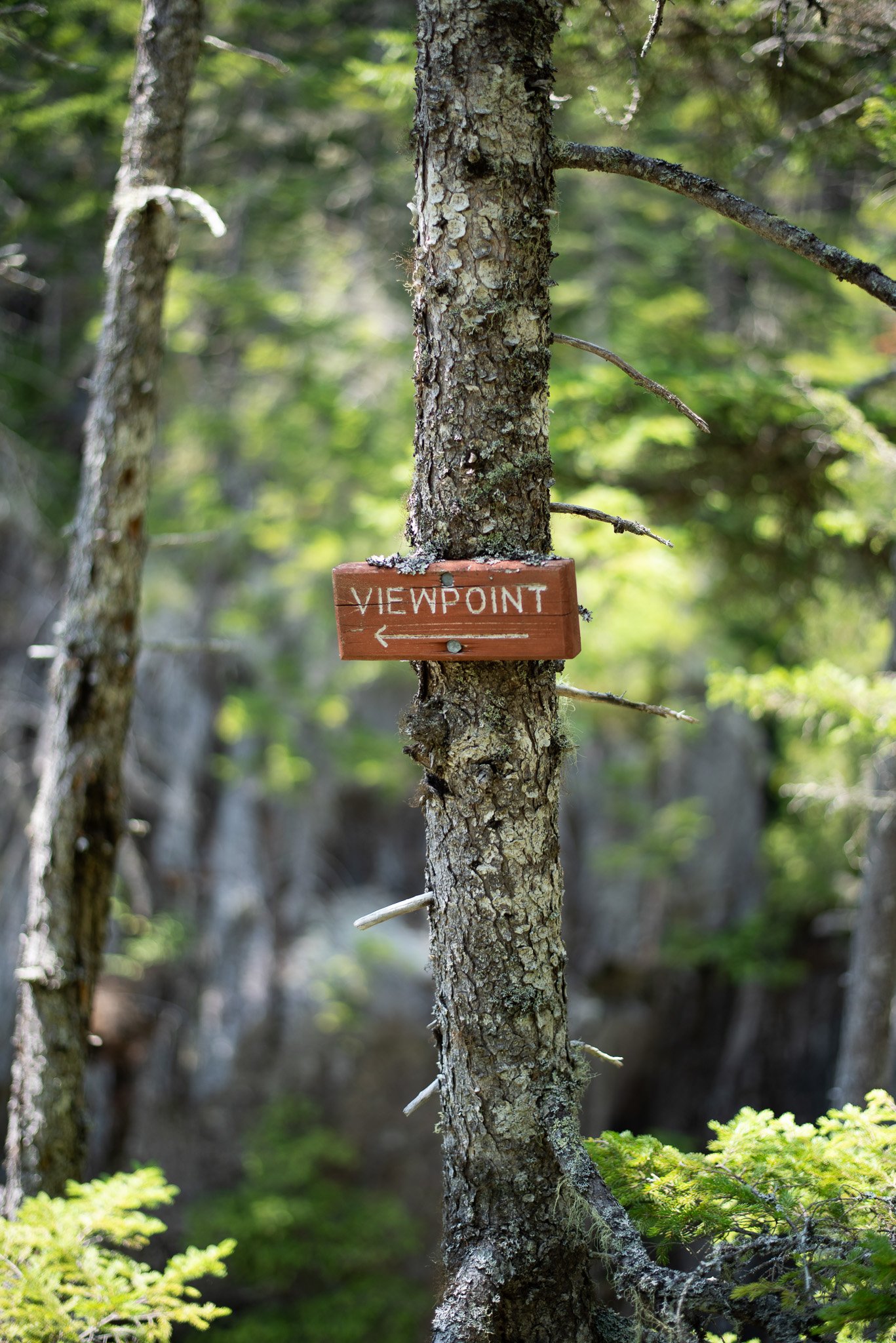 _DSC2941.jpg