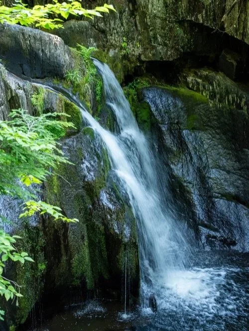 Falls, mushroom &amp; fish oh my! 

📍Gulf Hagas, Maine

Comment &ldquo;brook&rdquo; for our day hike experience at the Grand Canyon of Maine (aka Gulf Hagas)!! 

@mainehikes 
@mainehikes 
@mainehikes